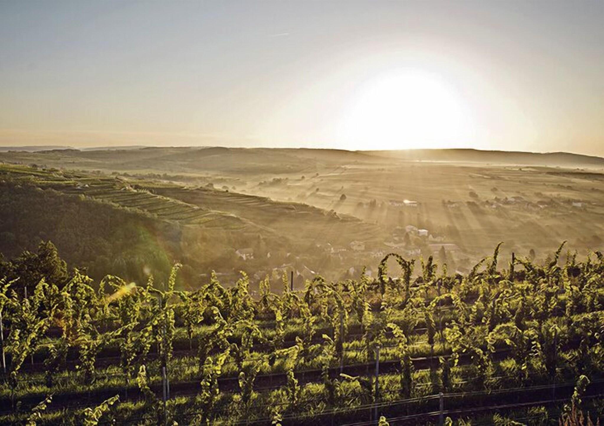 LOISIUM Wine & Spa Resort Langenlois by null