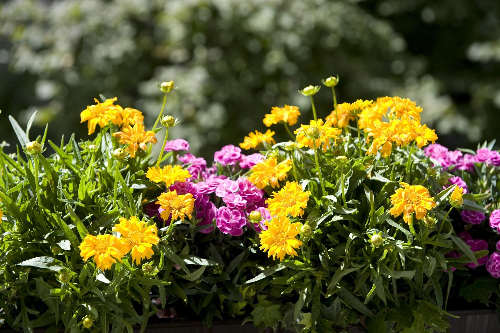 Splendid-Dollmann Hotel by null