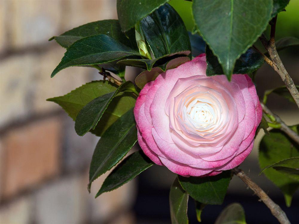 Arista of Rotorua Motel by null