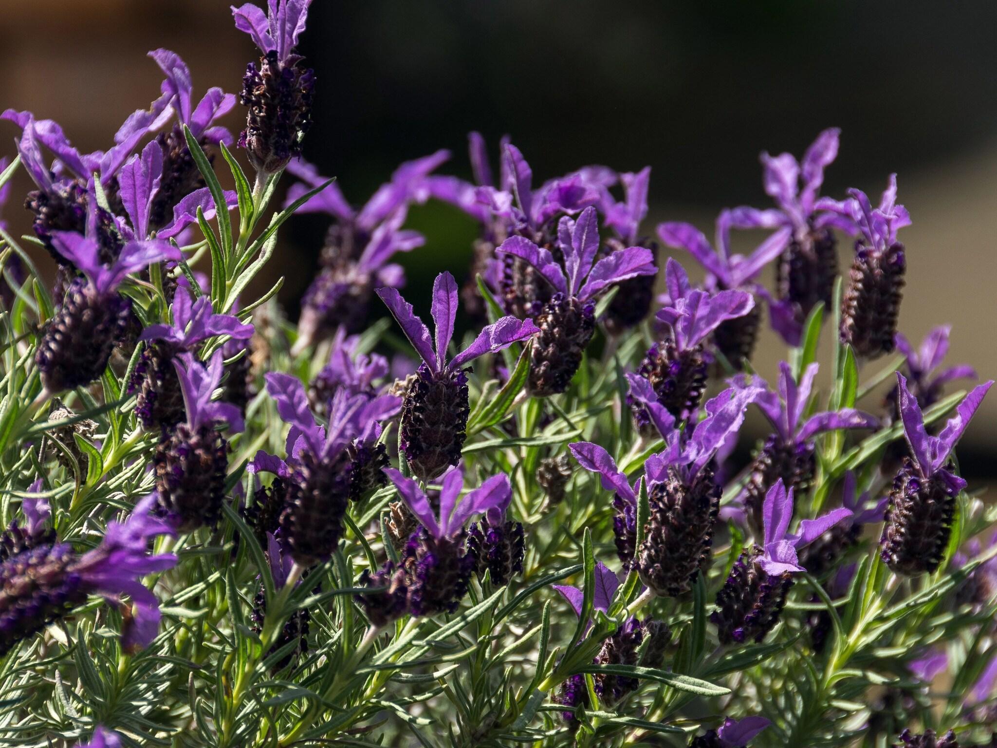 Arista of Rotorua Motel by null