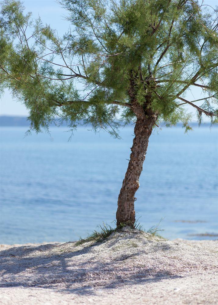 Pansion Amigos - photo