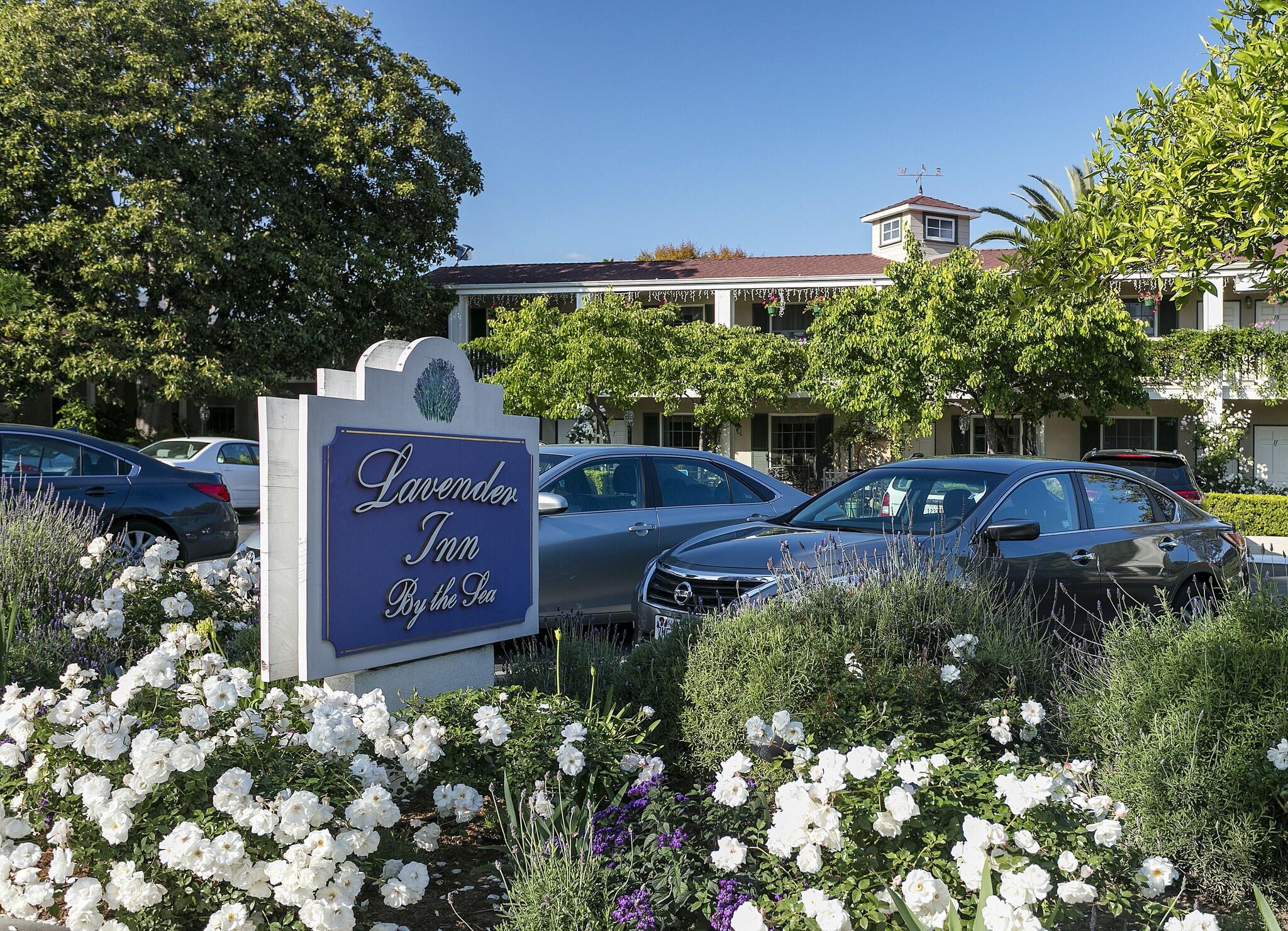 Lavender Inn by the Sea by null