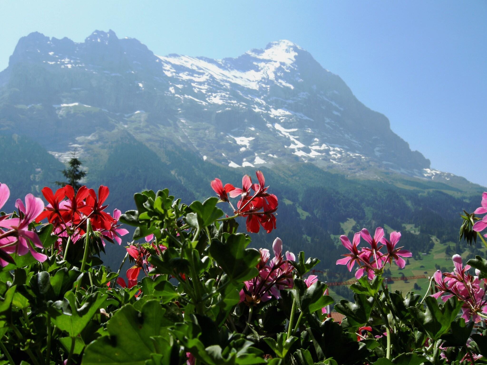 Alpenhof by null