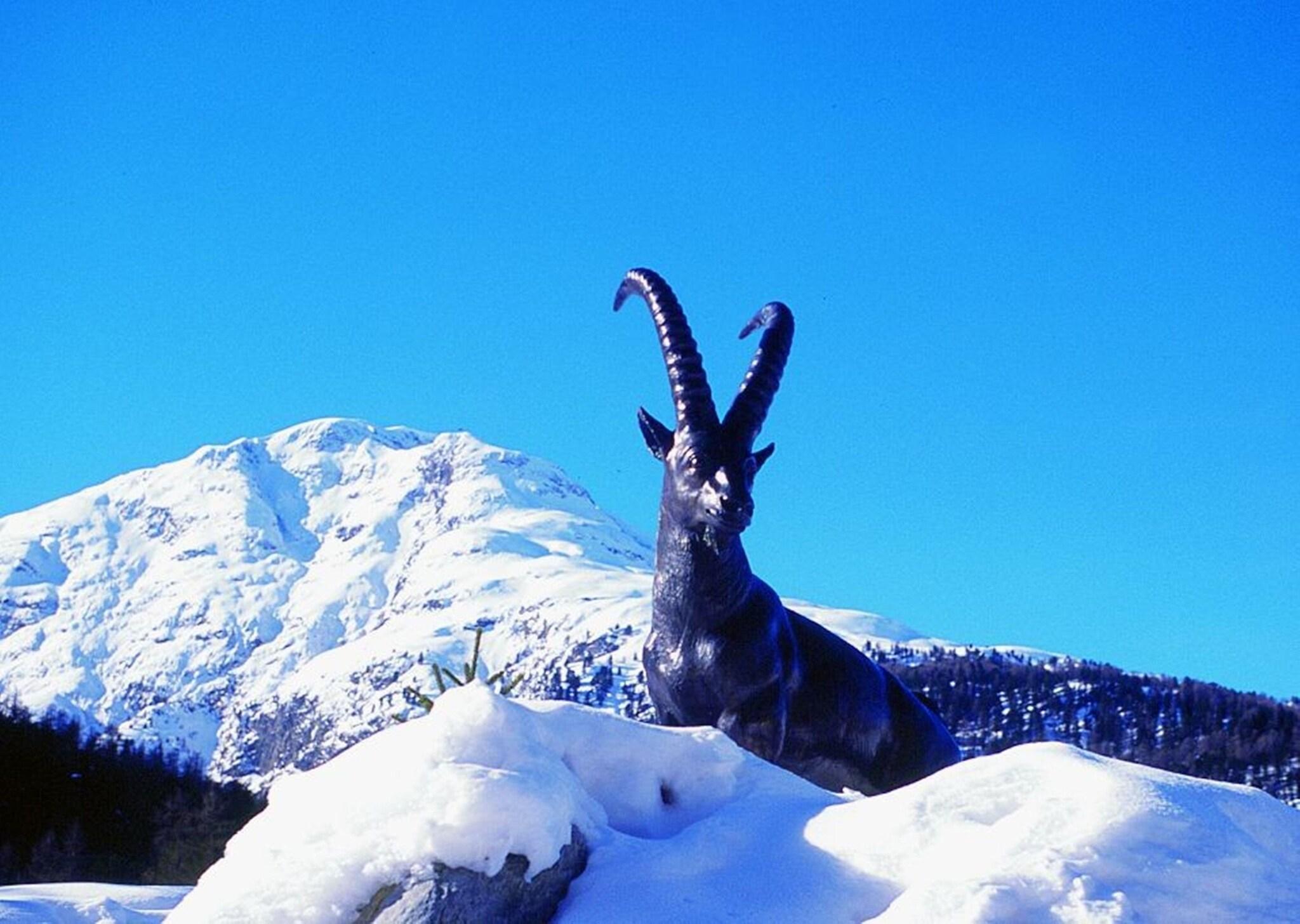 Hotel Steinbock by null