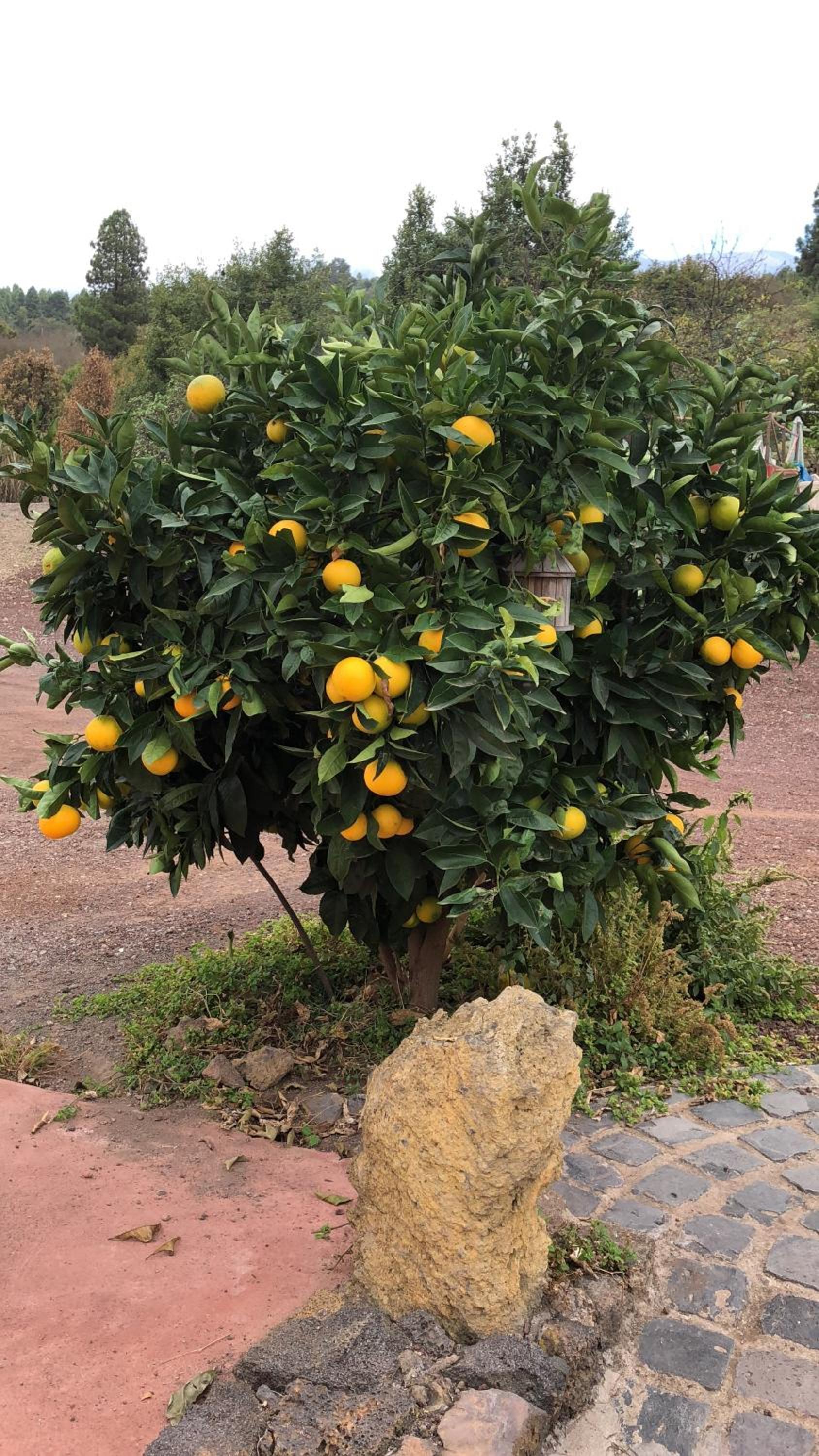 Casonas de Marengo