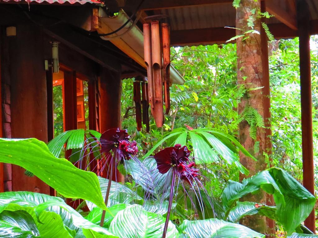 Daintree Rainforest Retreat by null