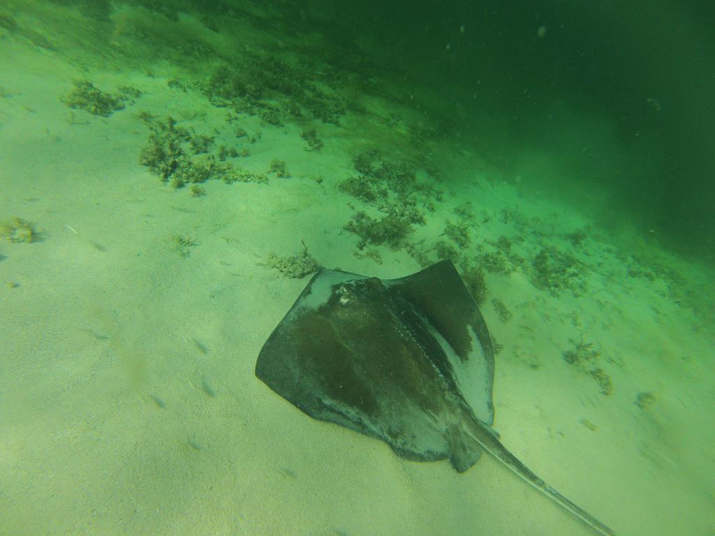 Fish Tobago Guesthouse