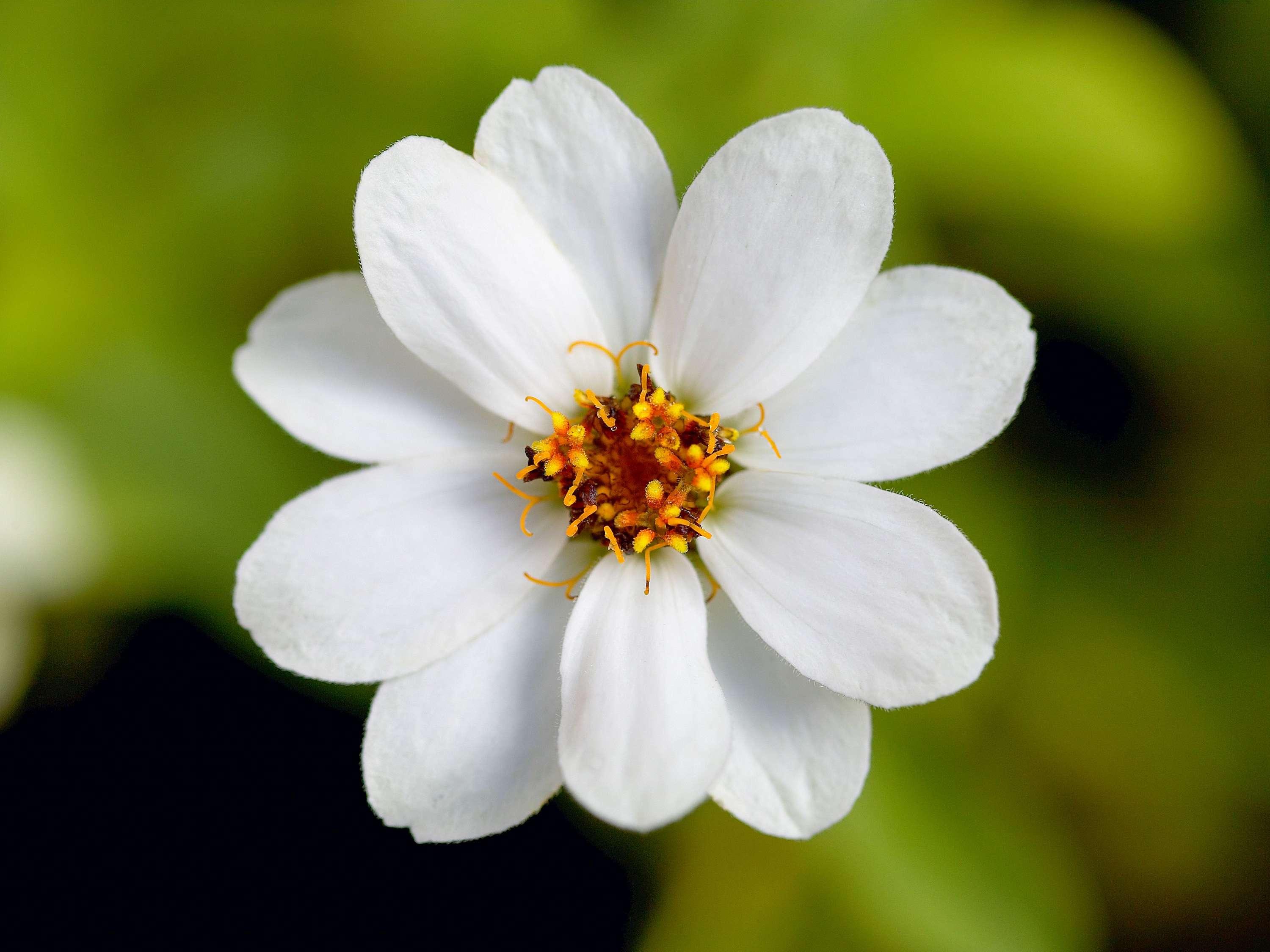 Mantra Aqueous Port Douglas by null