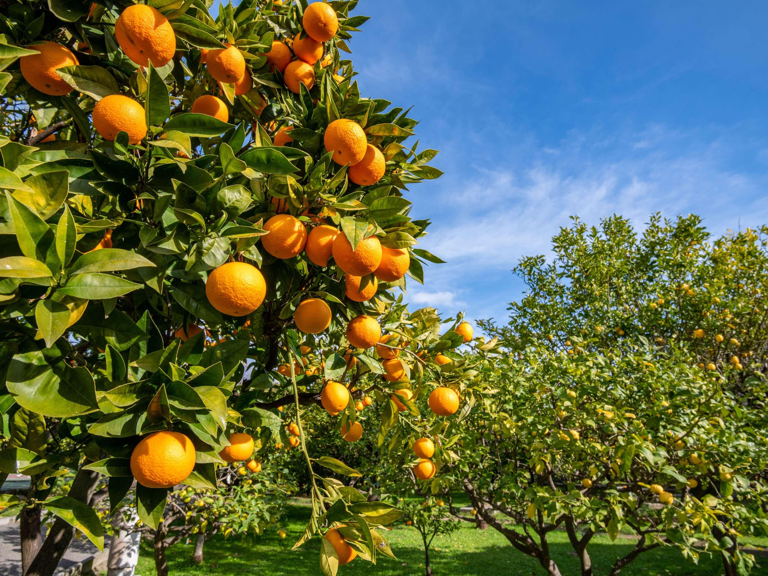 Mantra Aqueous Port Douglas by null