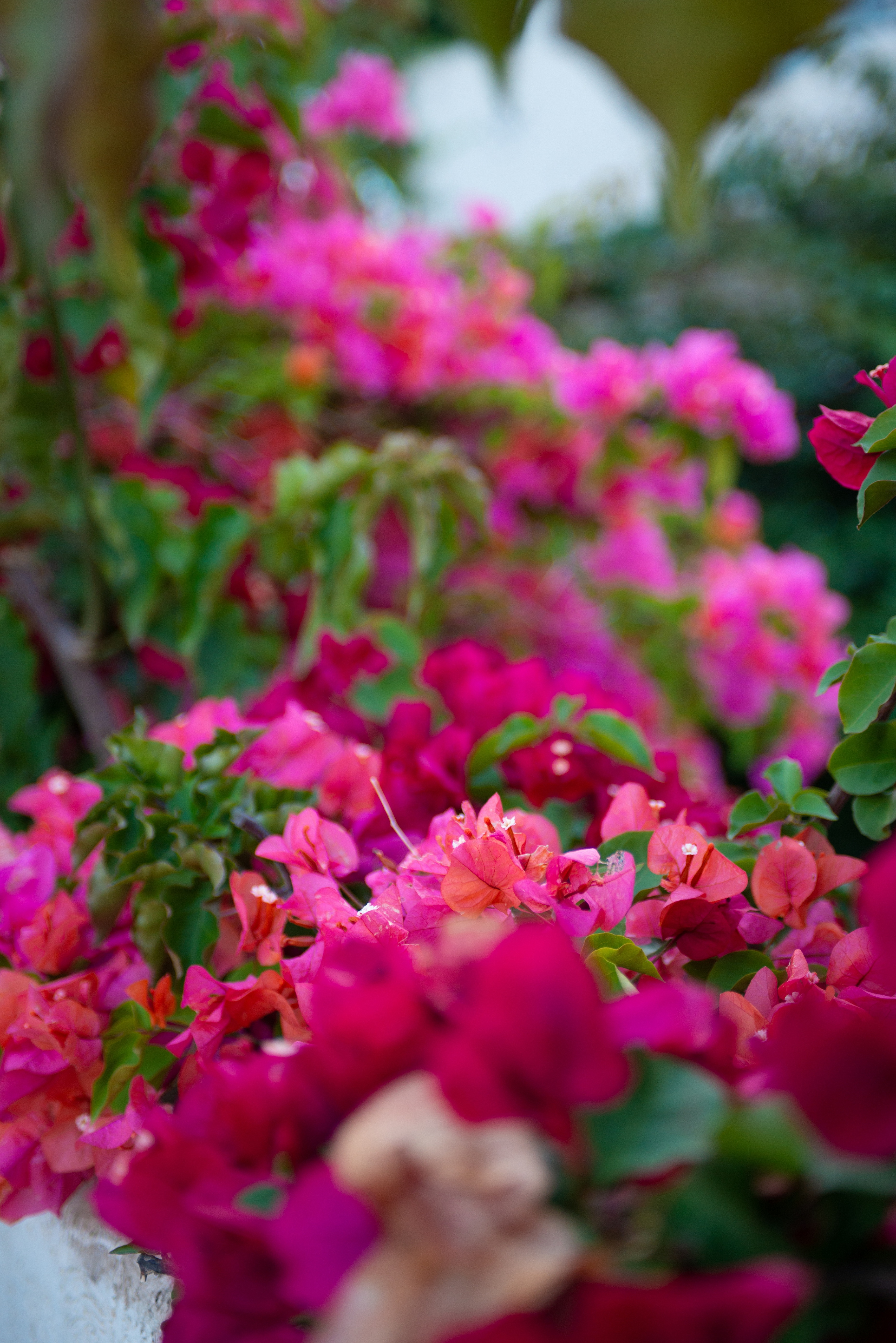 Bougainville Bay Hotel - nuotrauka