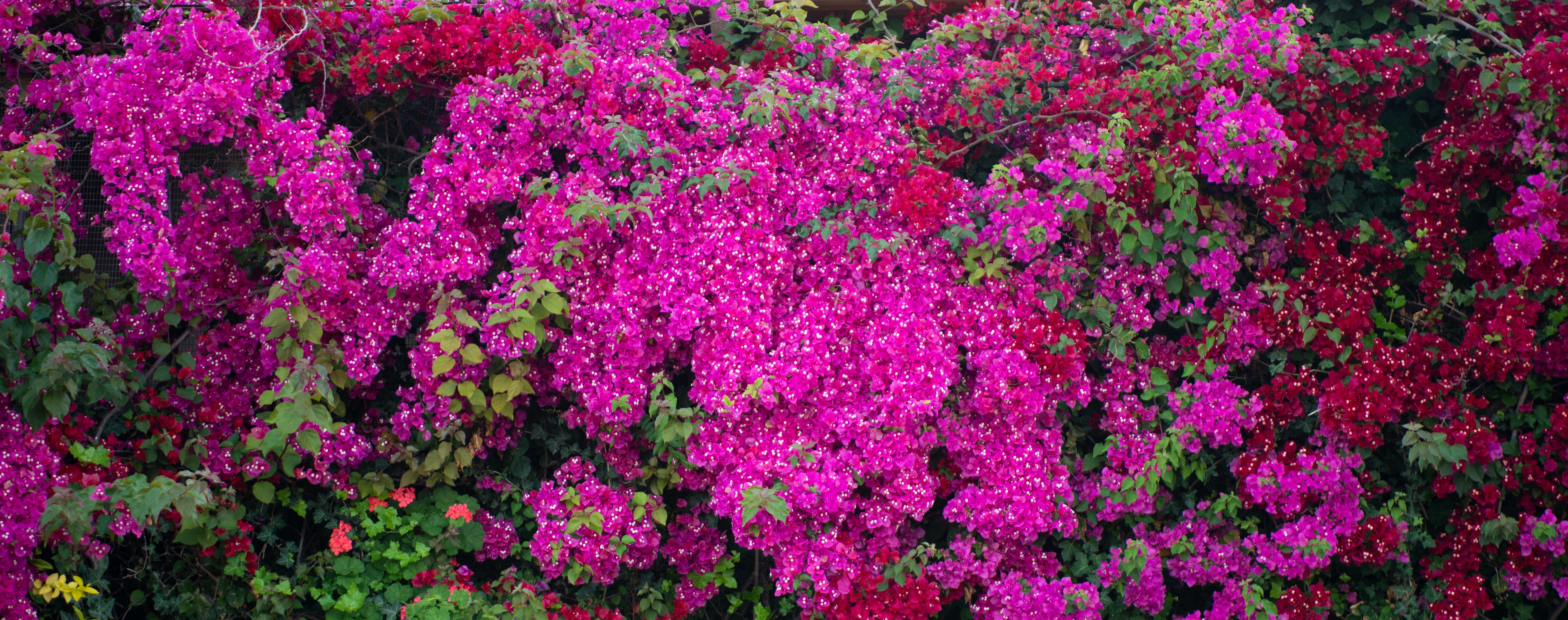 Bougainville Bay Hotel - nuotrauka