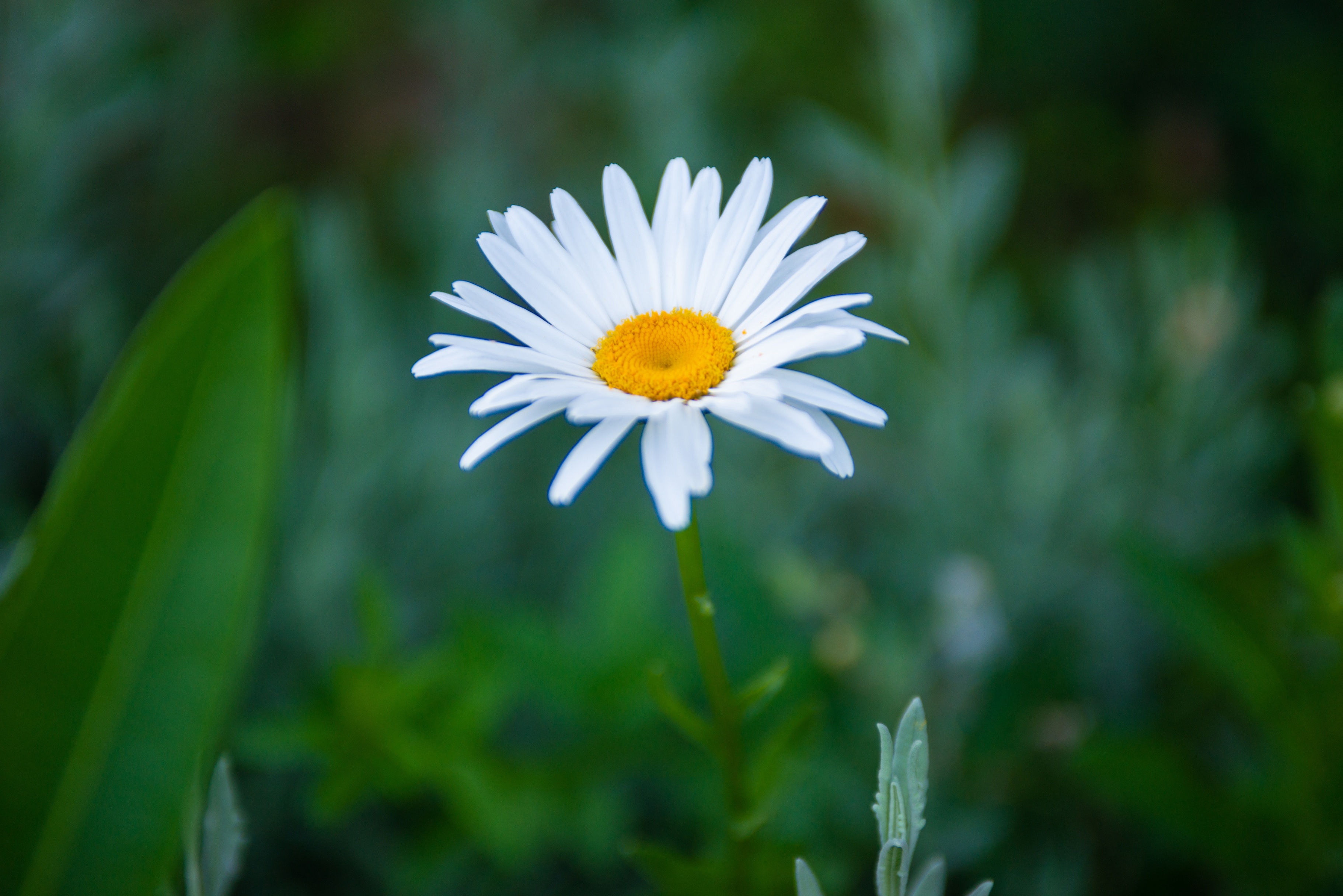 Bougainville Bay Hotel - nuotrauka