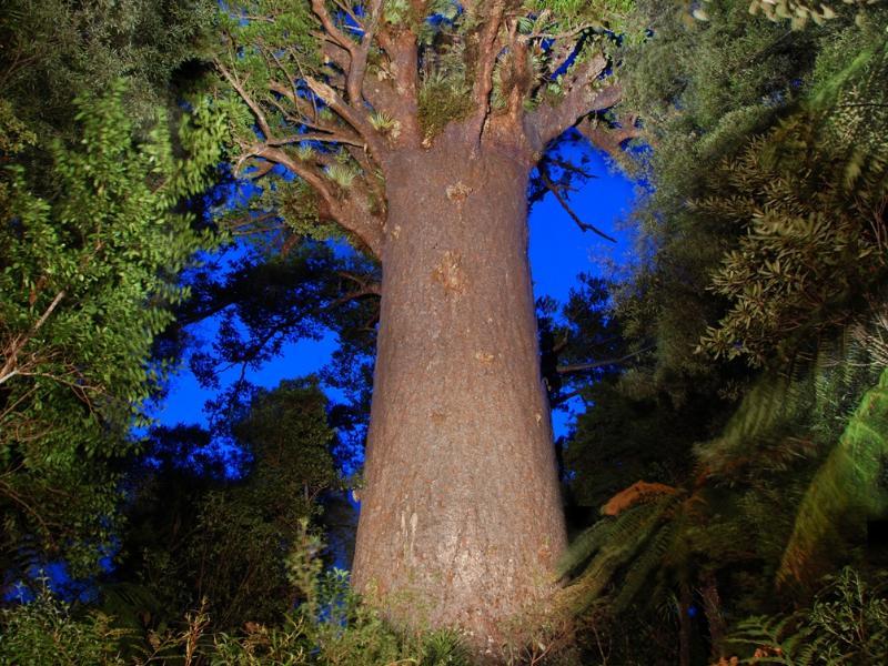 Opononi Hotel Limited by null