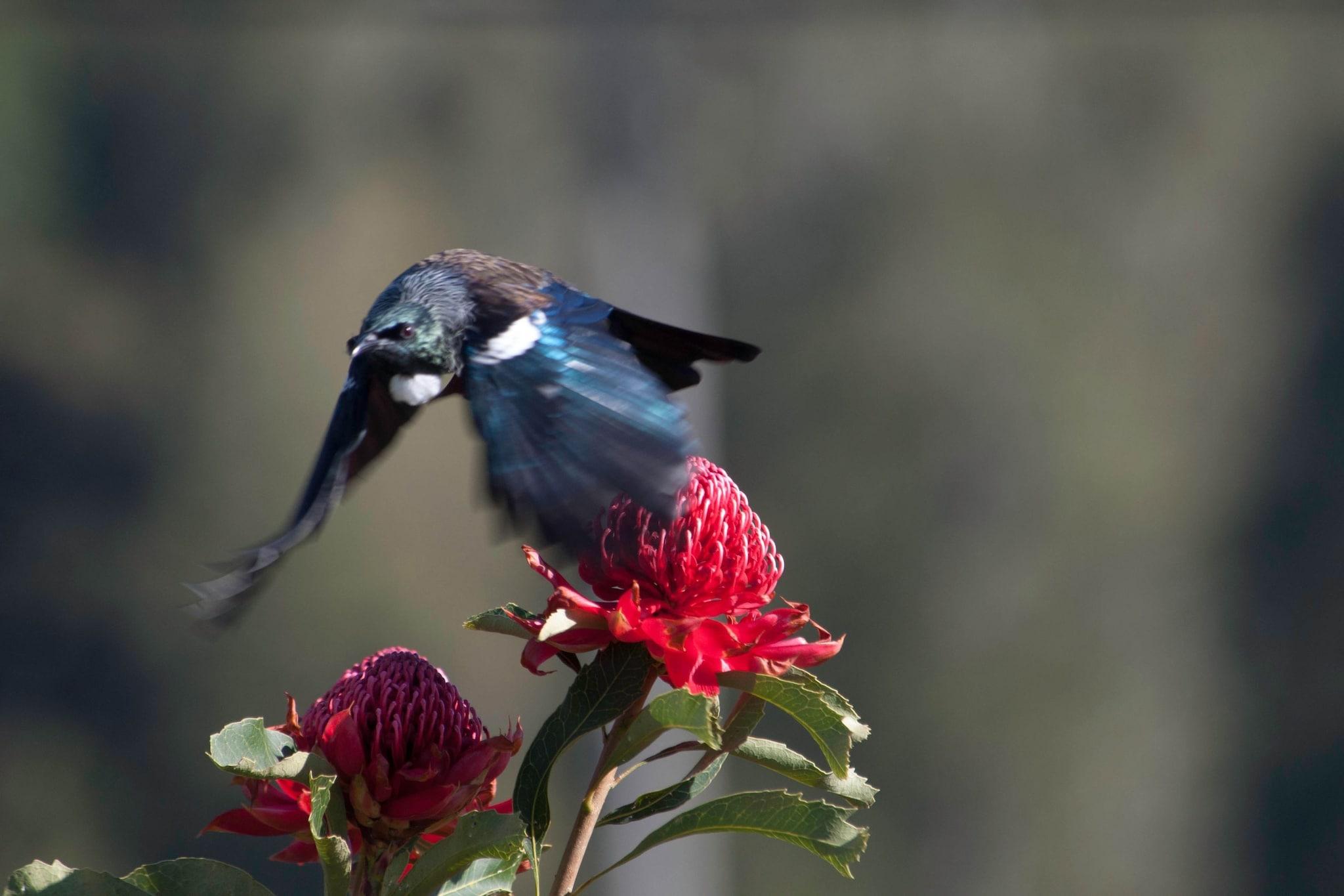 Waitomo Caves Guest Lodge by null