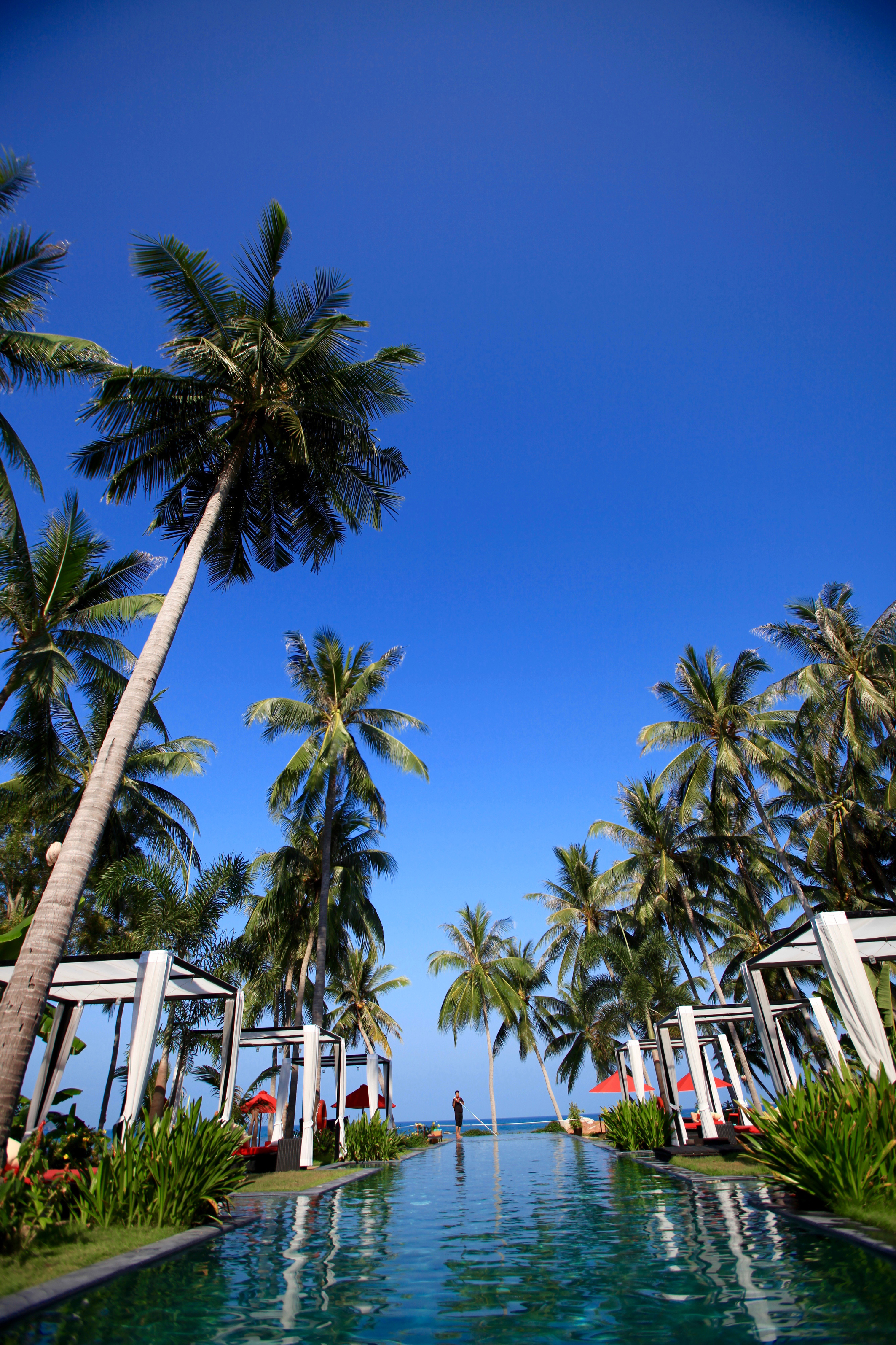 Kupu Kupu Phangan by null
