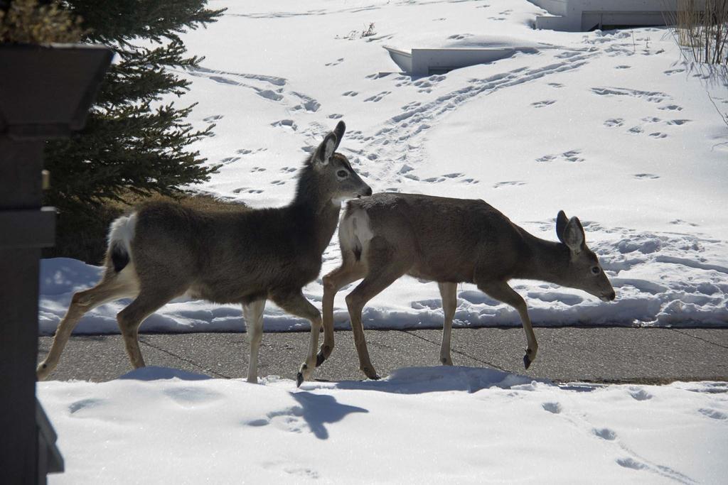 Banff Gate Mountain Resort by null