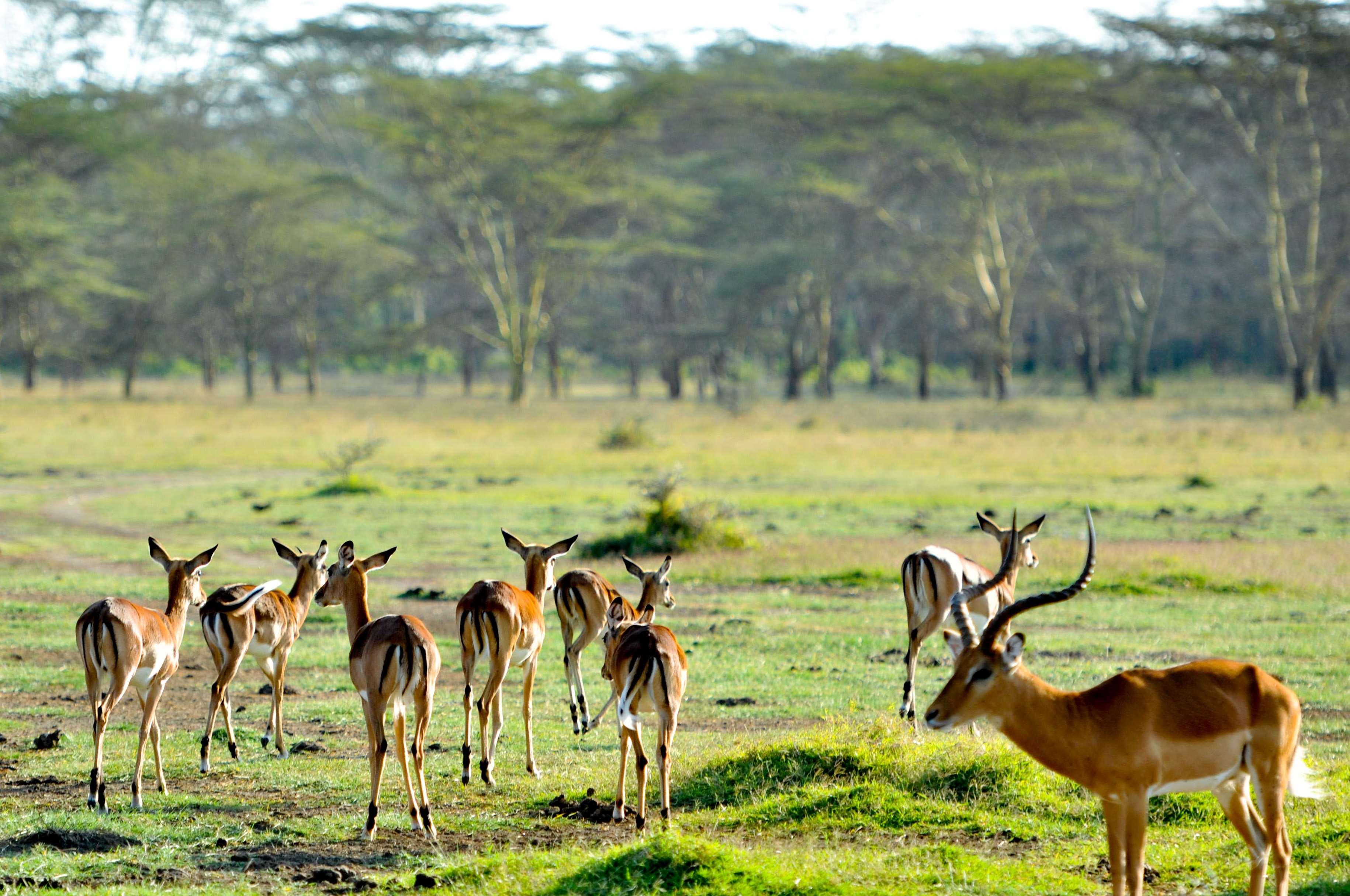 Lake Elmenteita Serena Camp by null