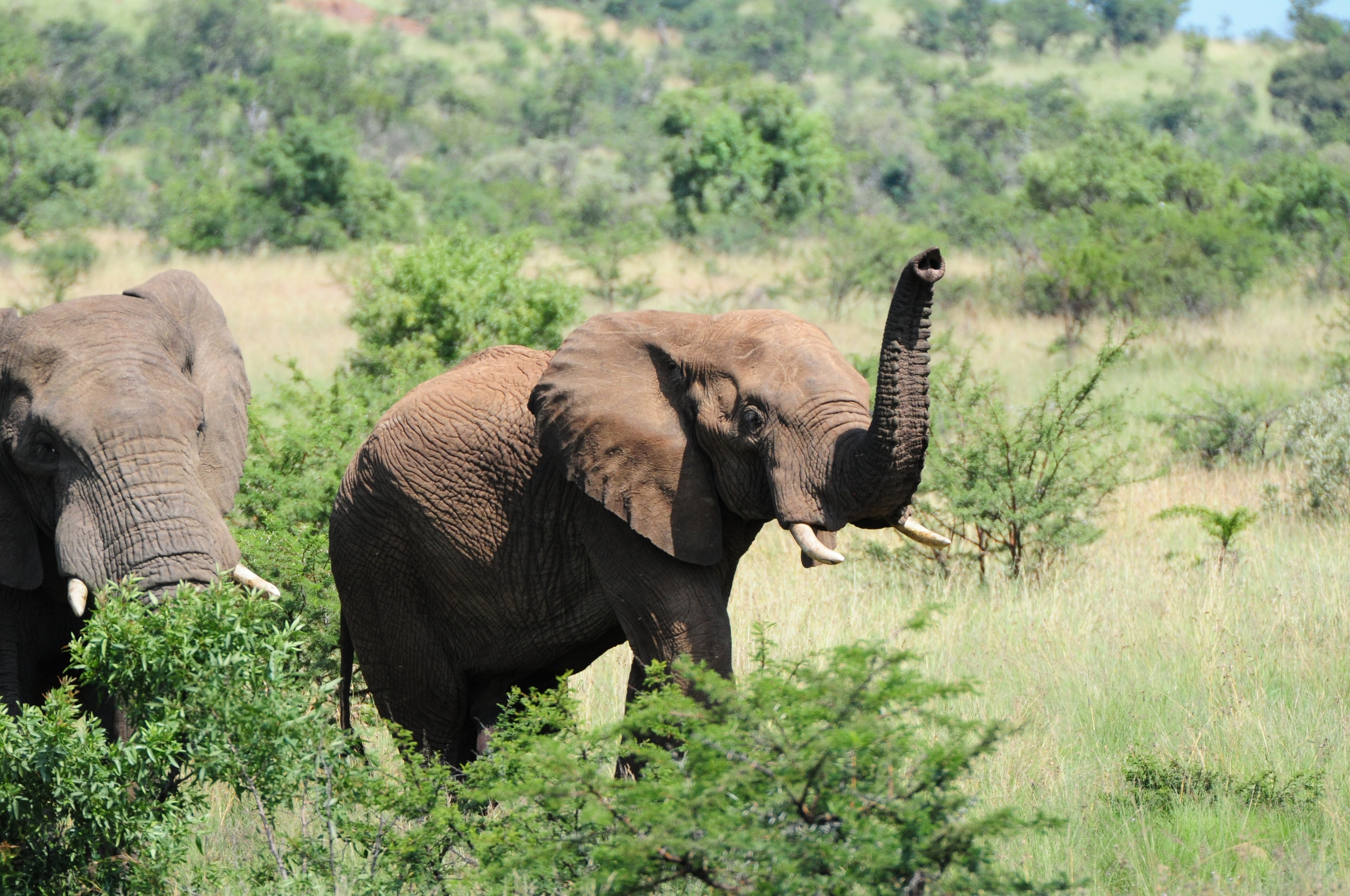 Morokolo Safari Lodges