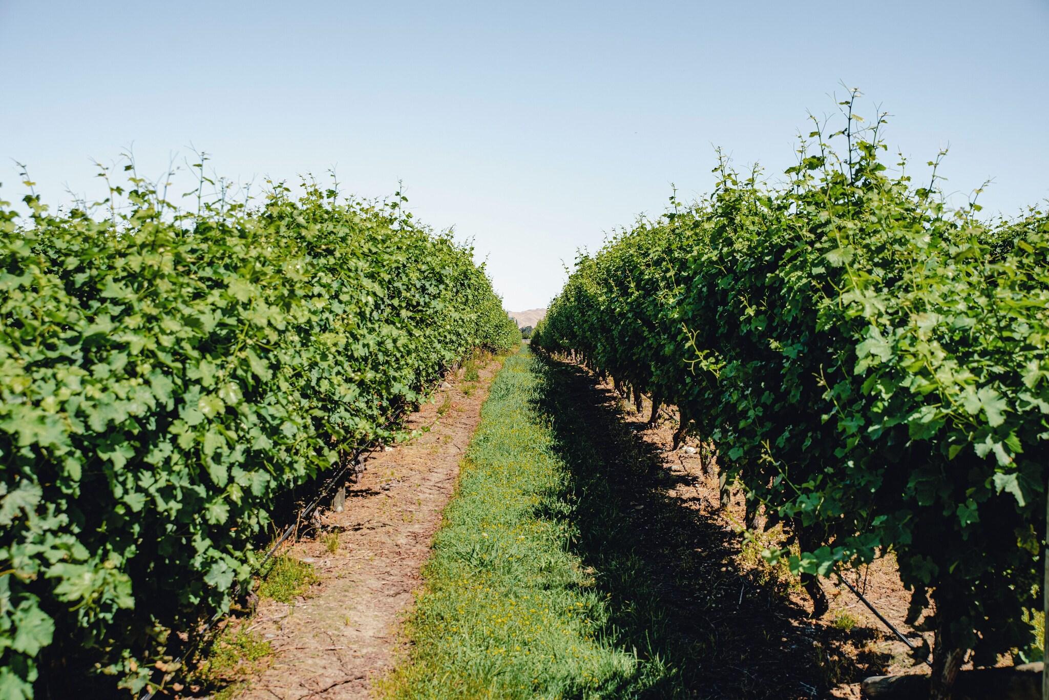 The Marlborough Boutique Hotel & Vineyard by null