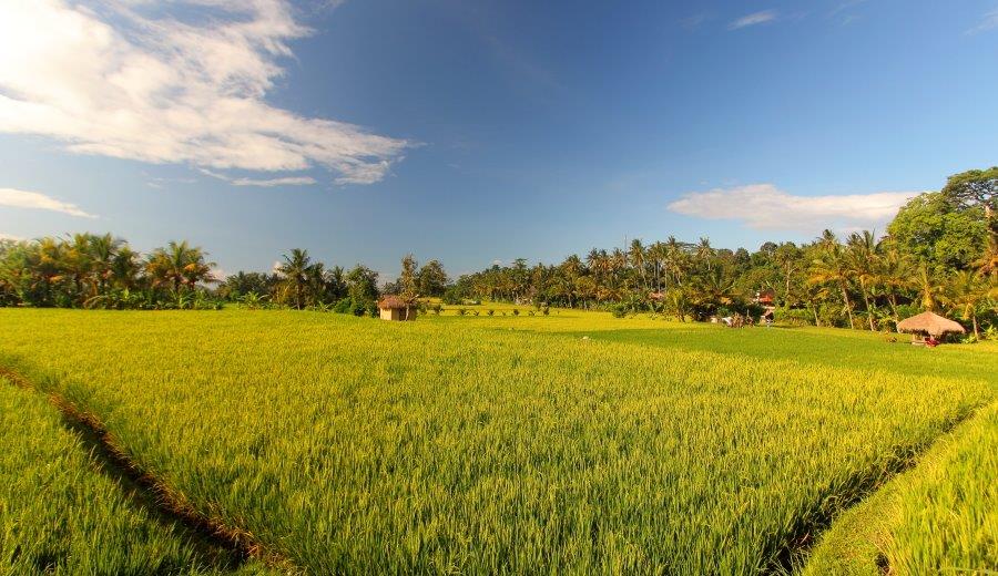 MATHIS Retreat Ubud - nuotrauka