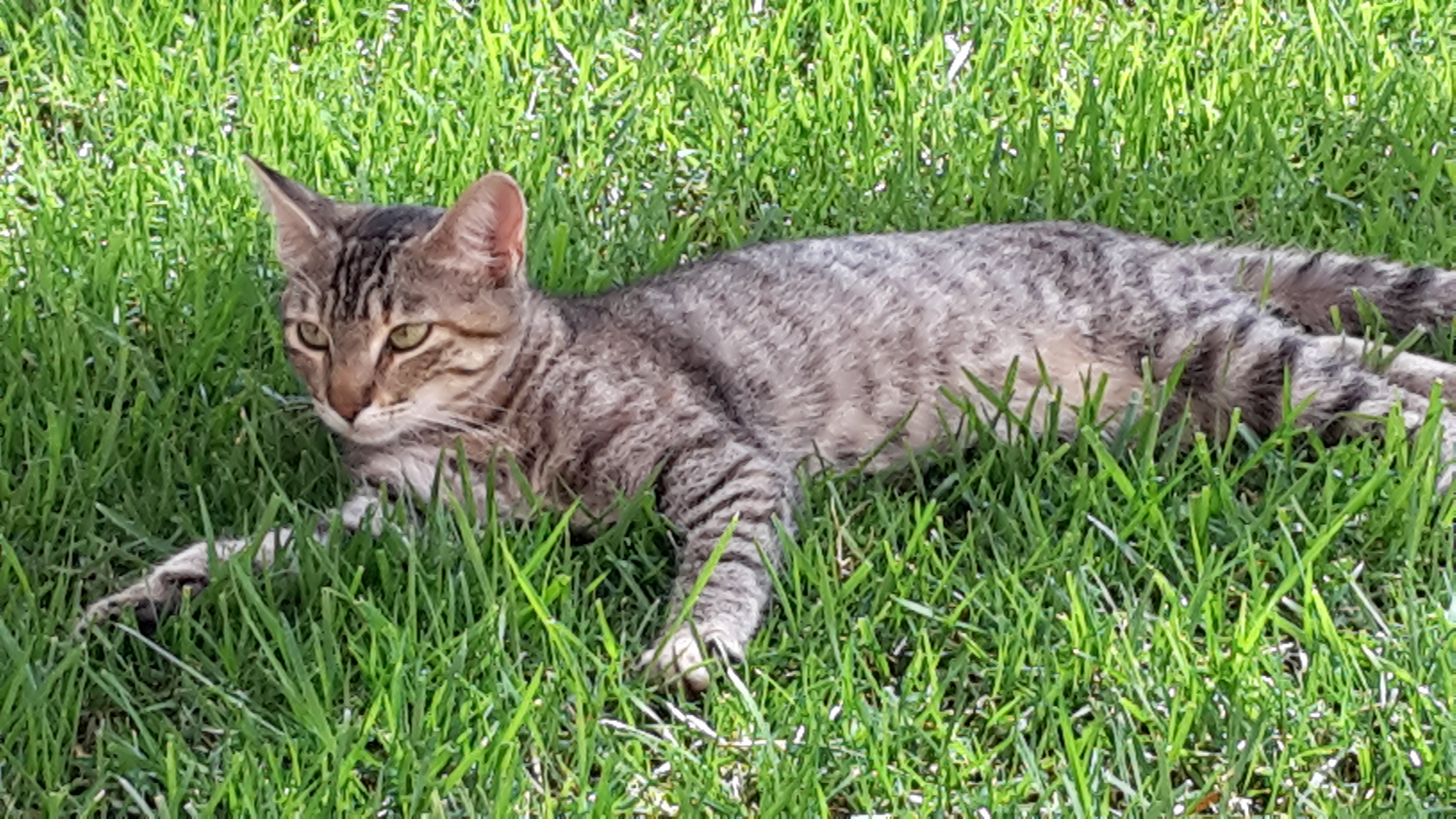 Finca Can Estades by null