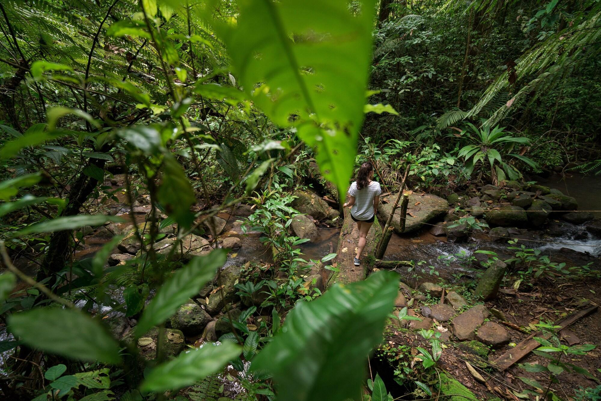 la tigra rainforest lodge