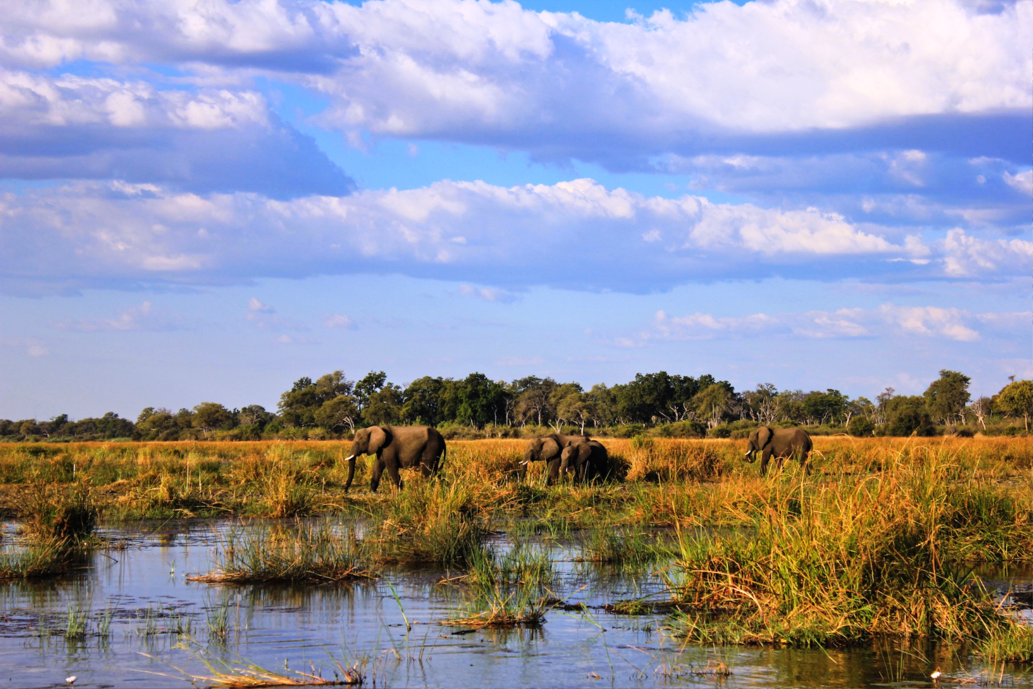 Jackalberry Tented Camp by null