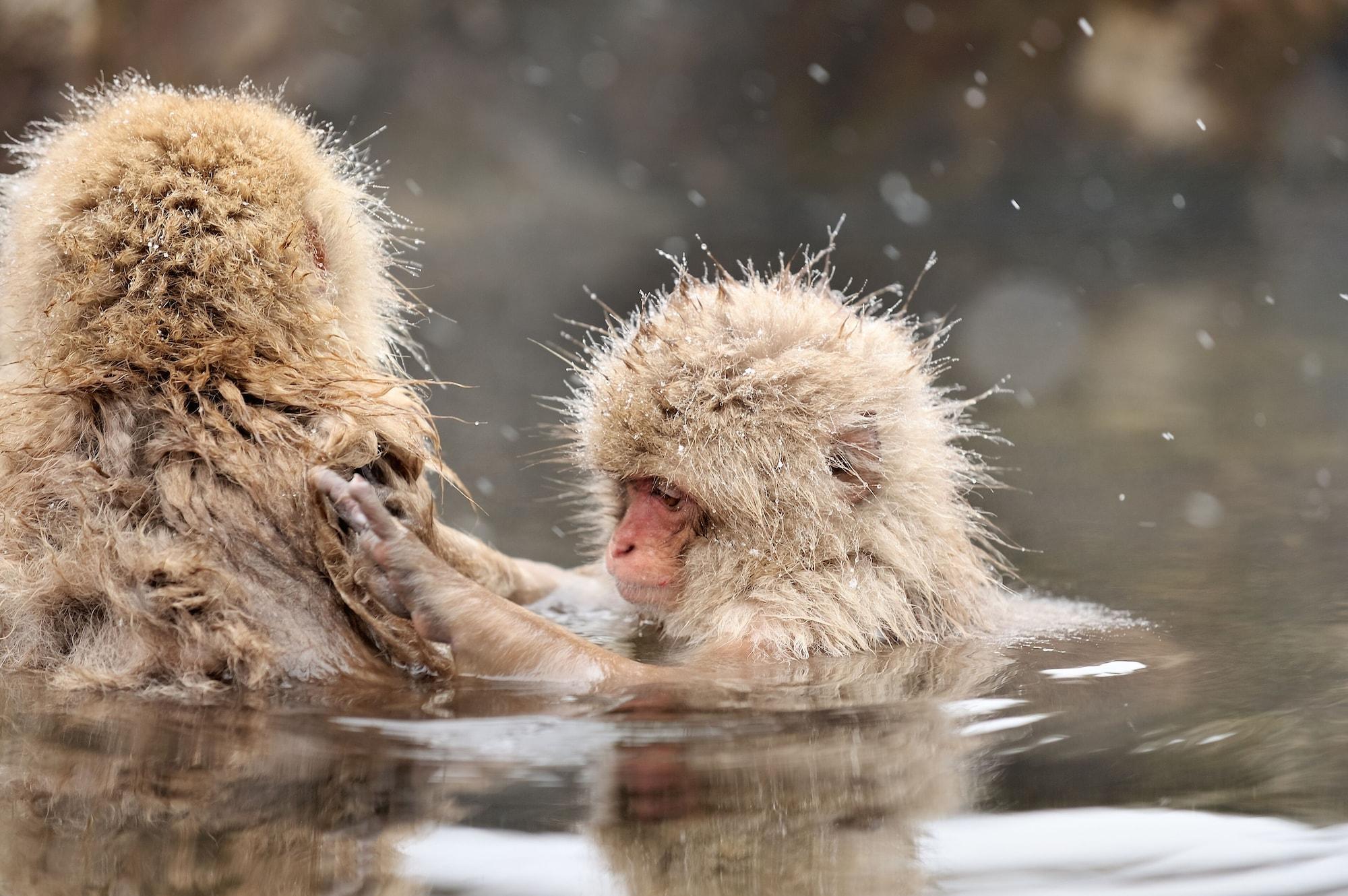 Hotel Tsubakino by null