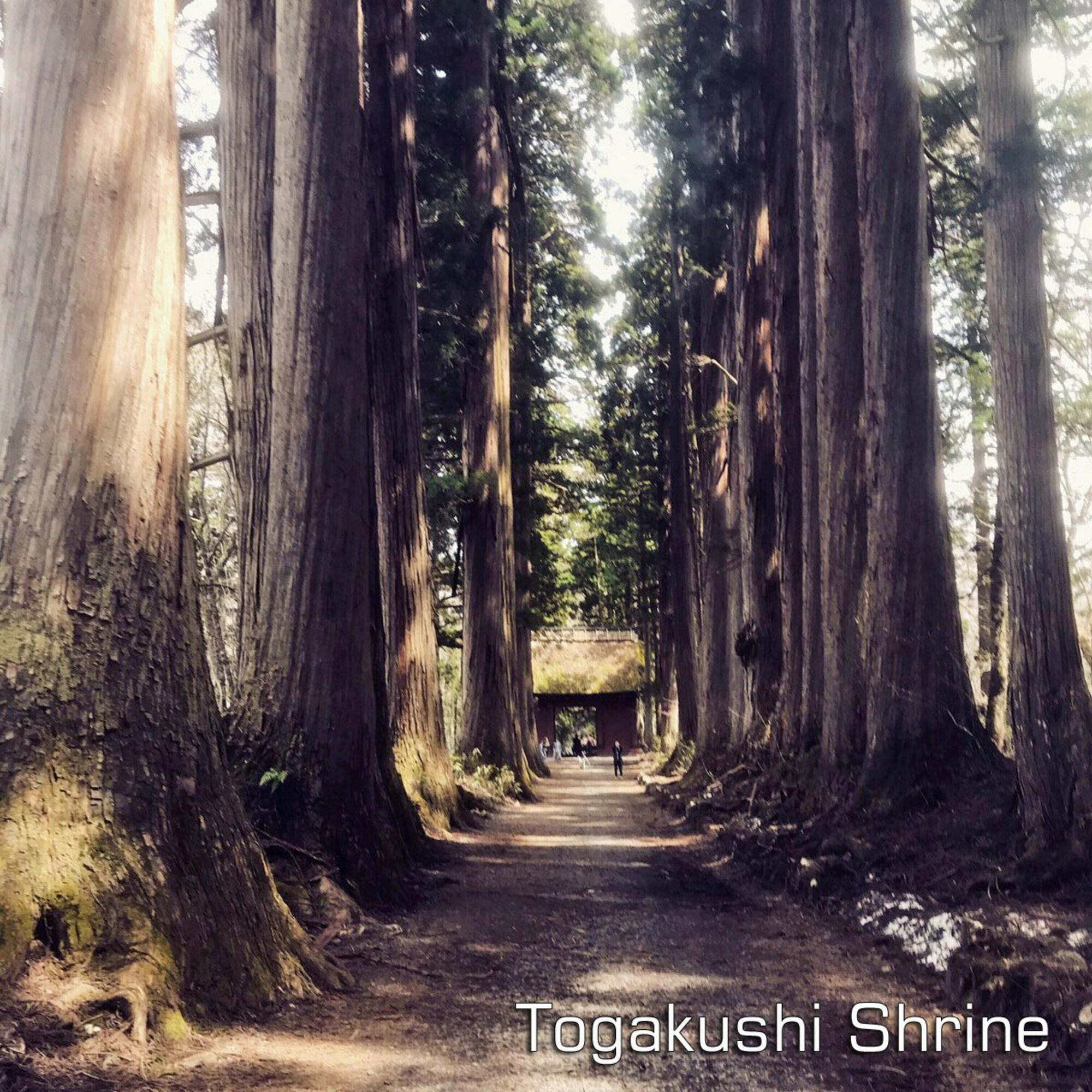 Hotel Tsubakino by null