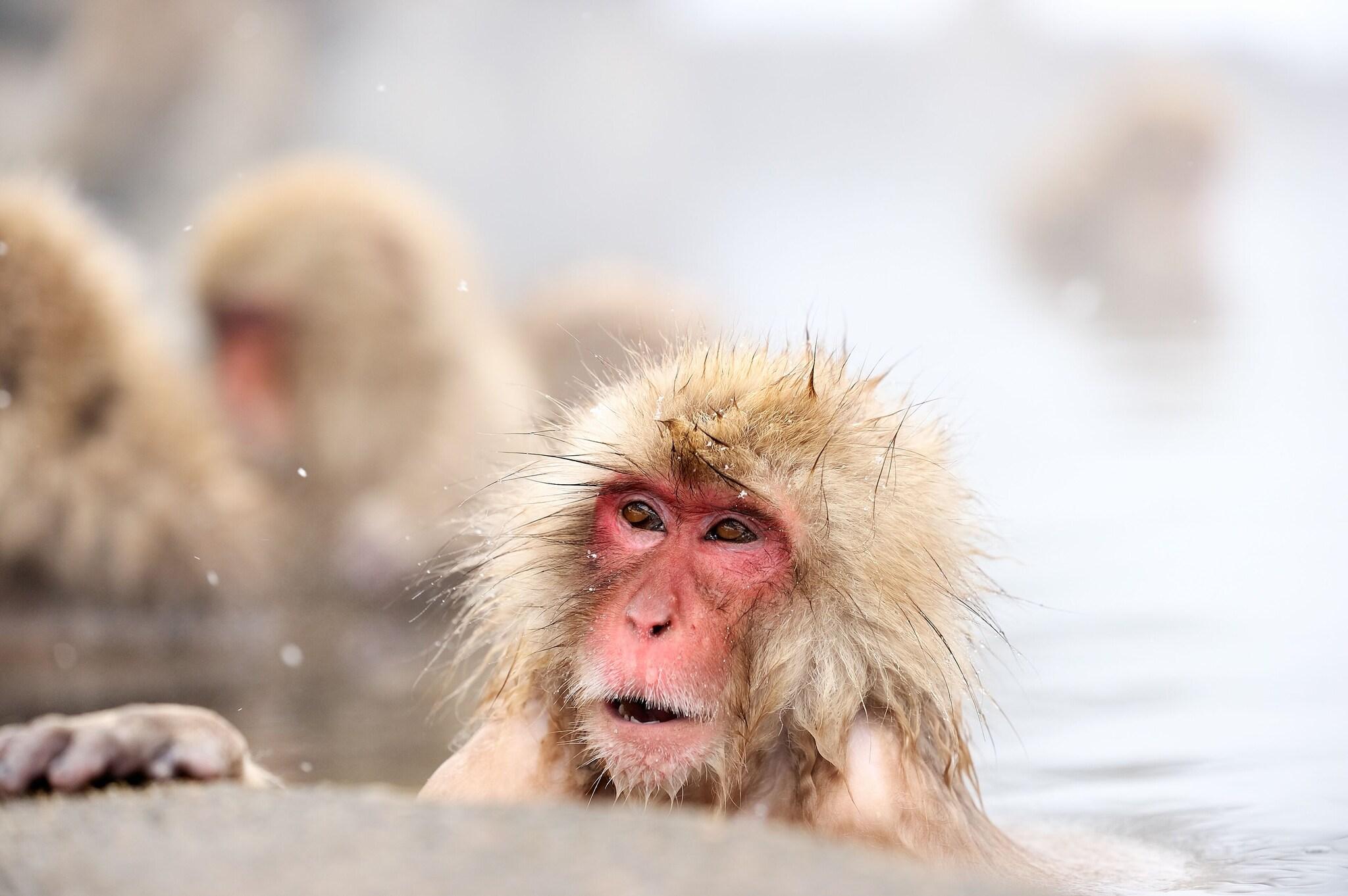 Hotel Tsubakino by null