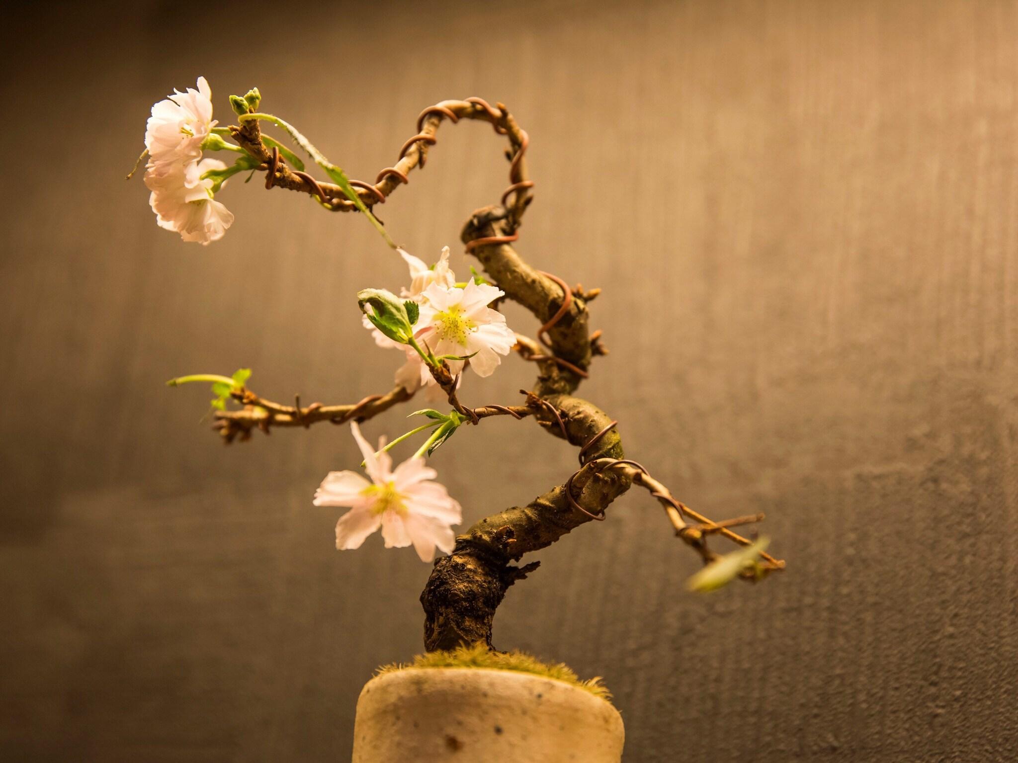 Uan Kanazawa by null