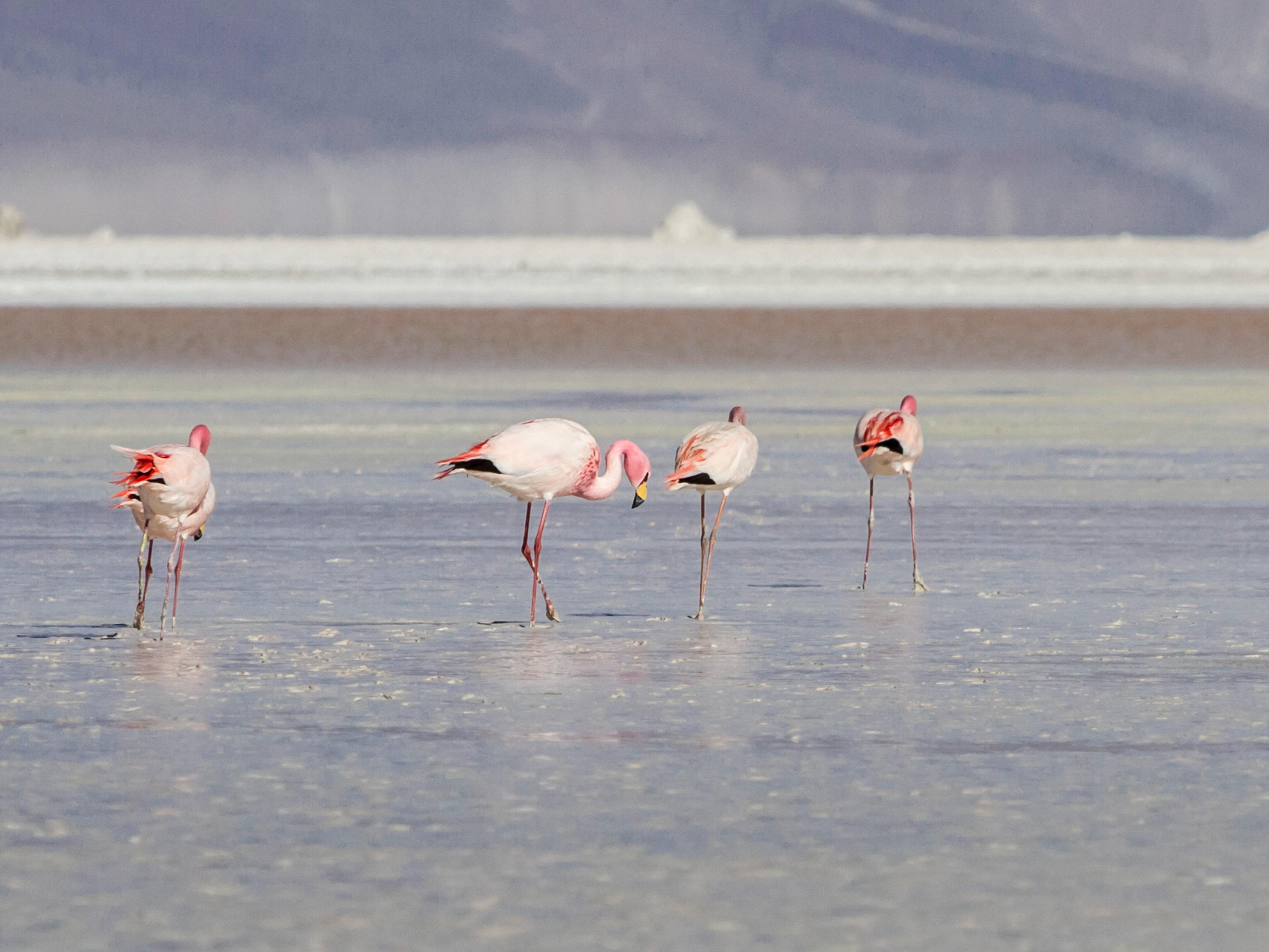 ibis Calama