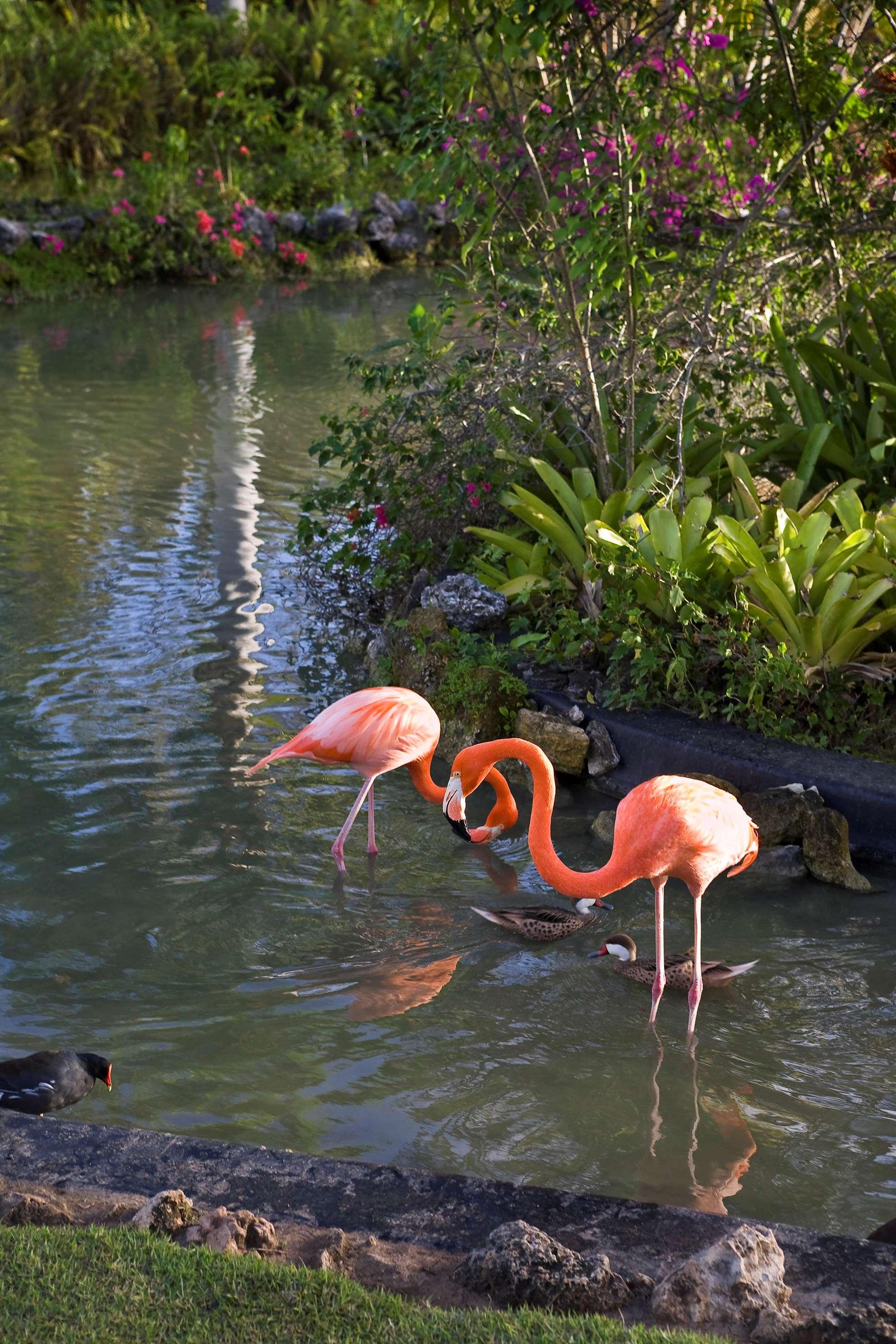 Meliá Caribe Beach Resort by null