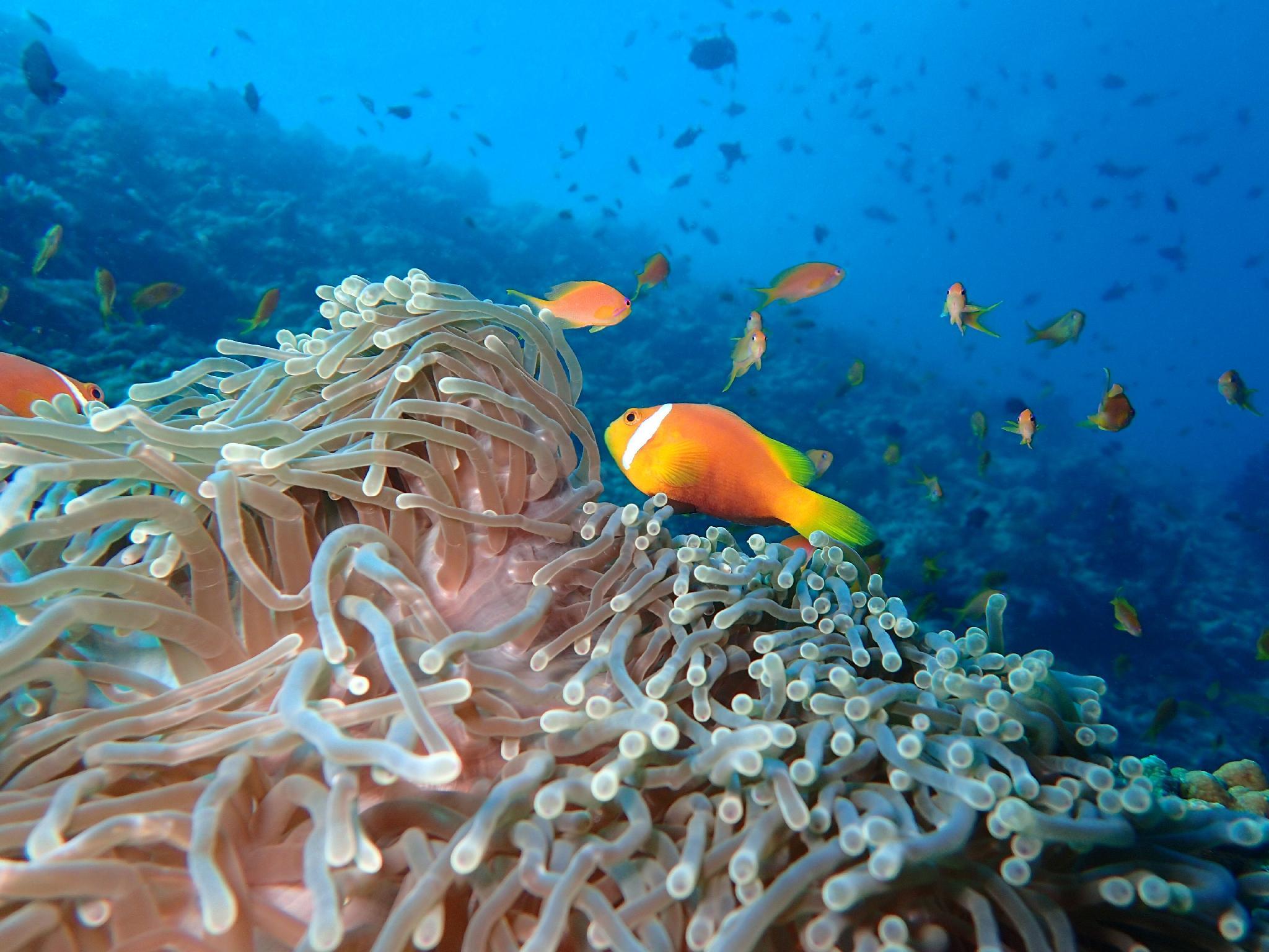 The Nautilus Maldives by null