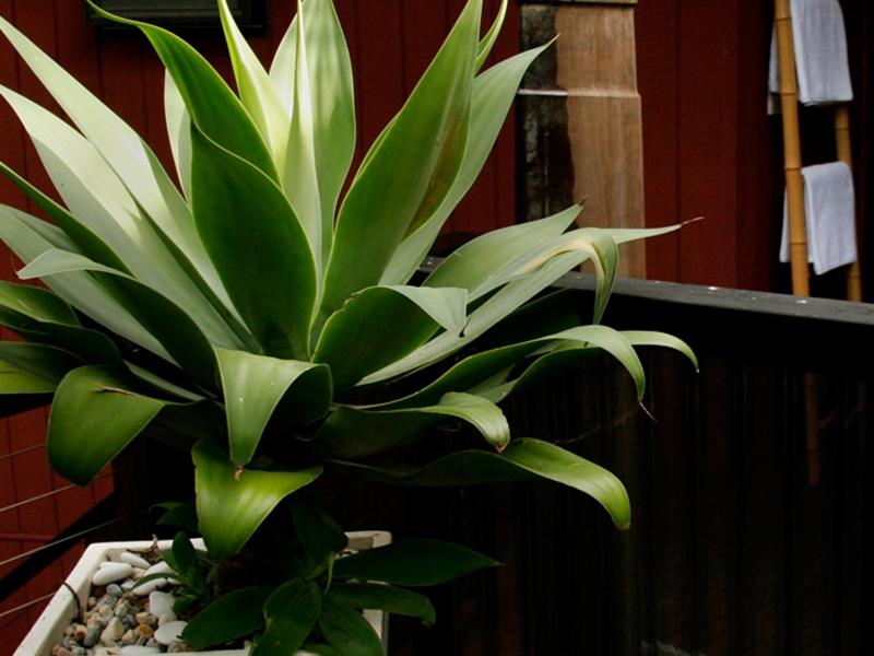 Azabu Retreat and Spa