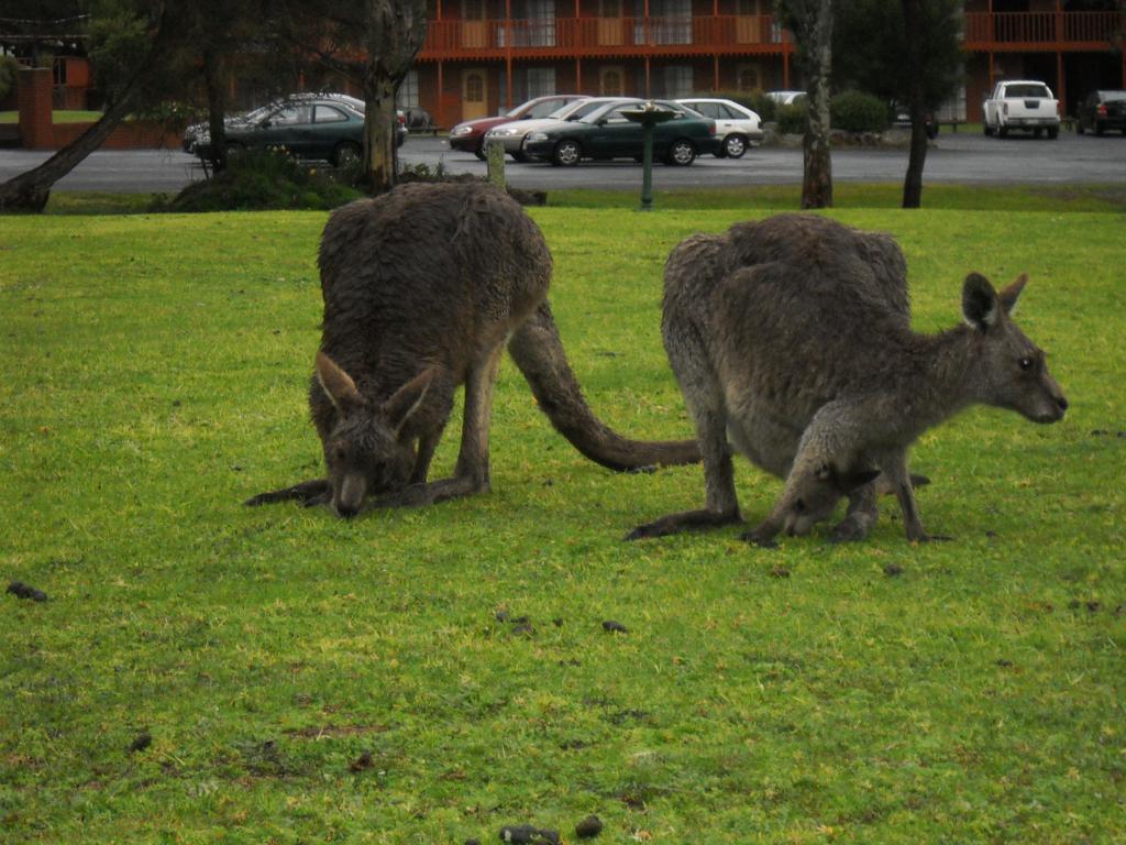 Halls Gap Motel