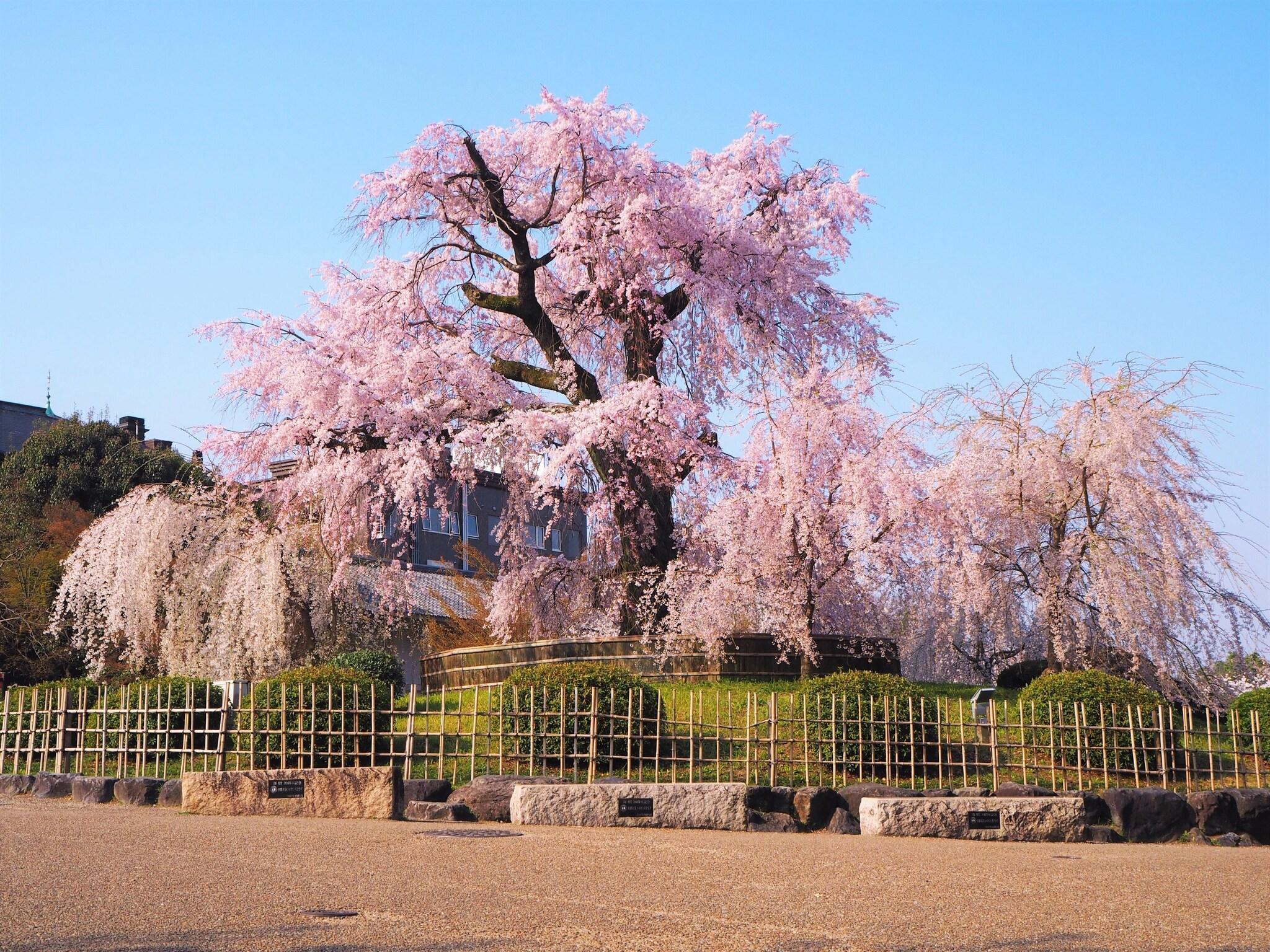 Luxury hotel SOWAKA by null