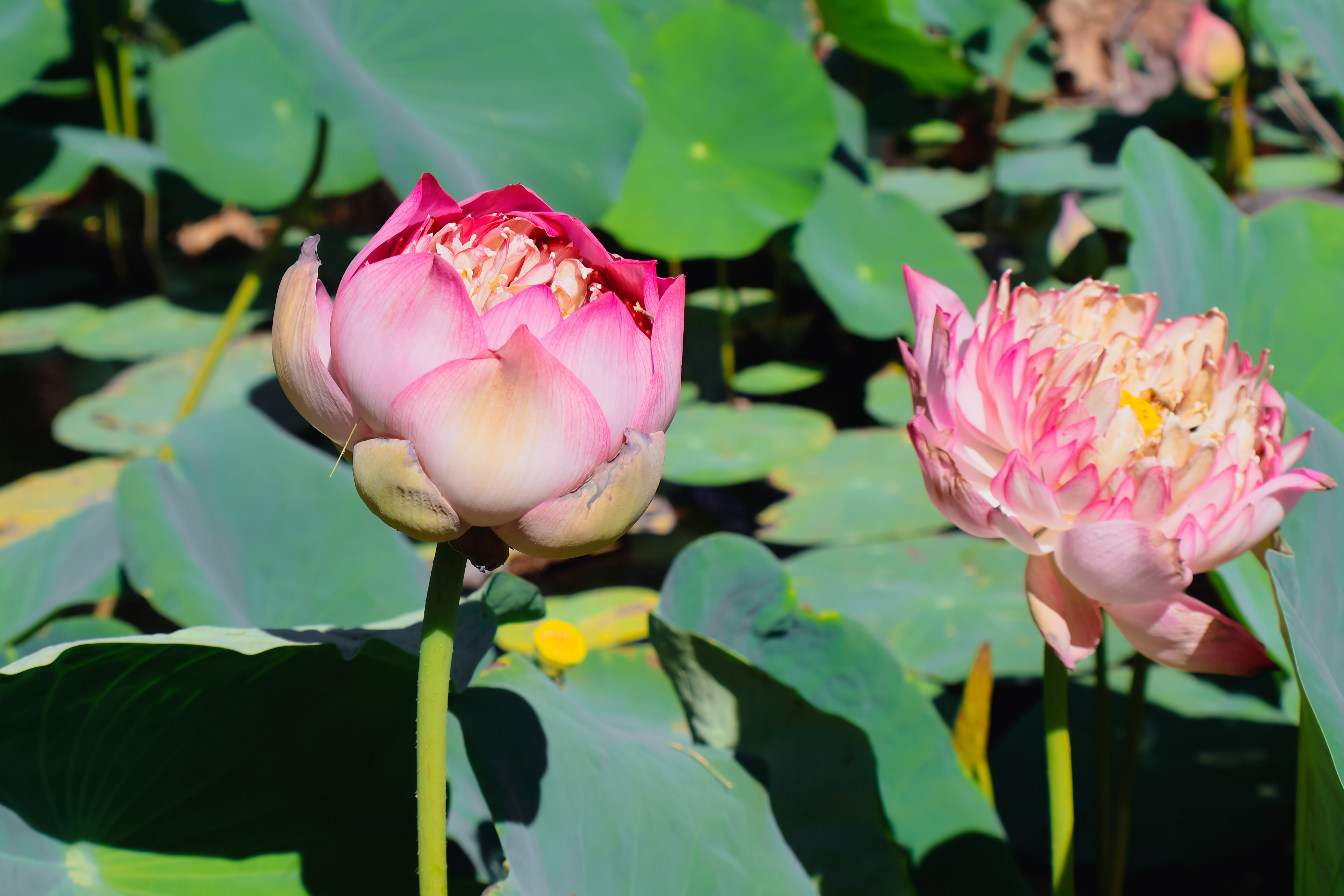 TTC Resort Ninh Thuan - Free Water Park Access - photo