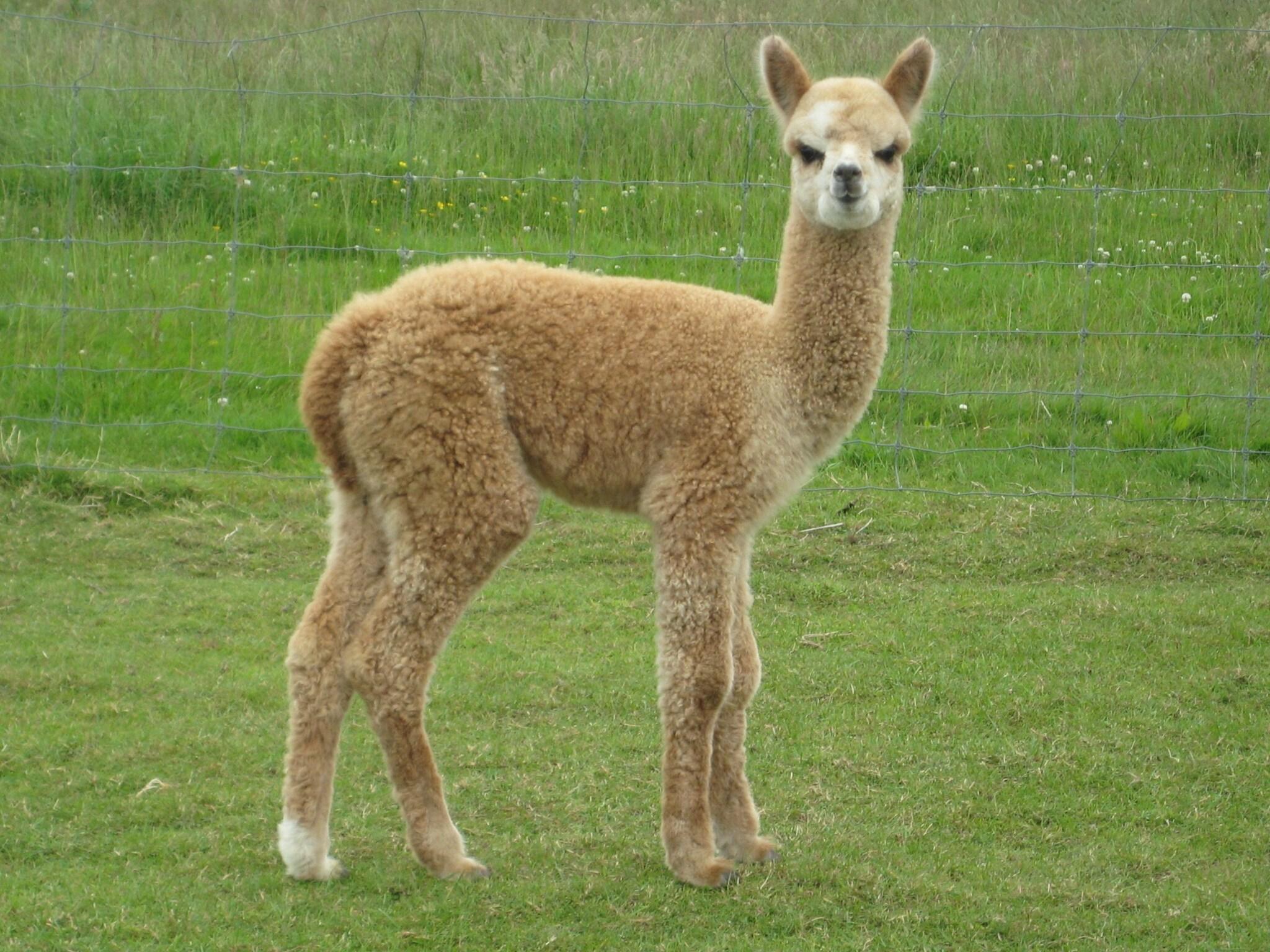 755 Regal Court Motel Dunedin by null