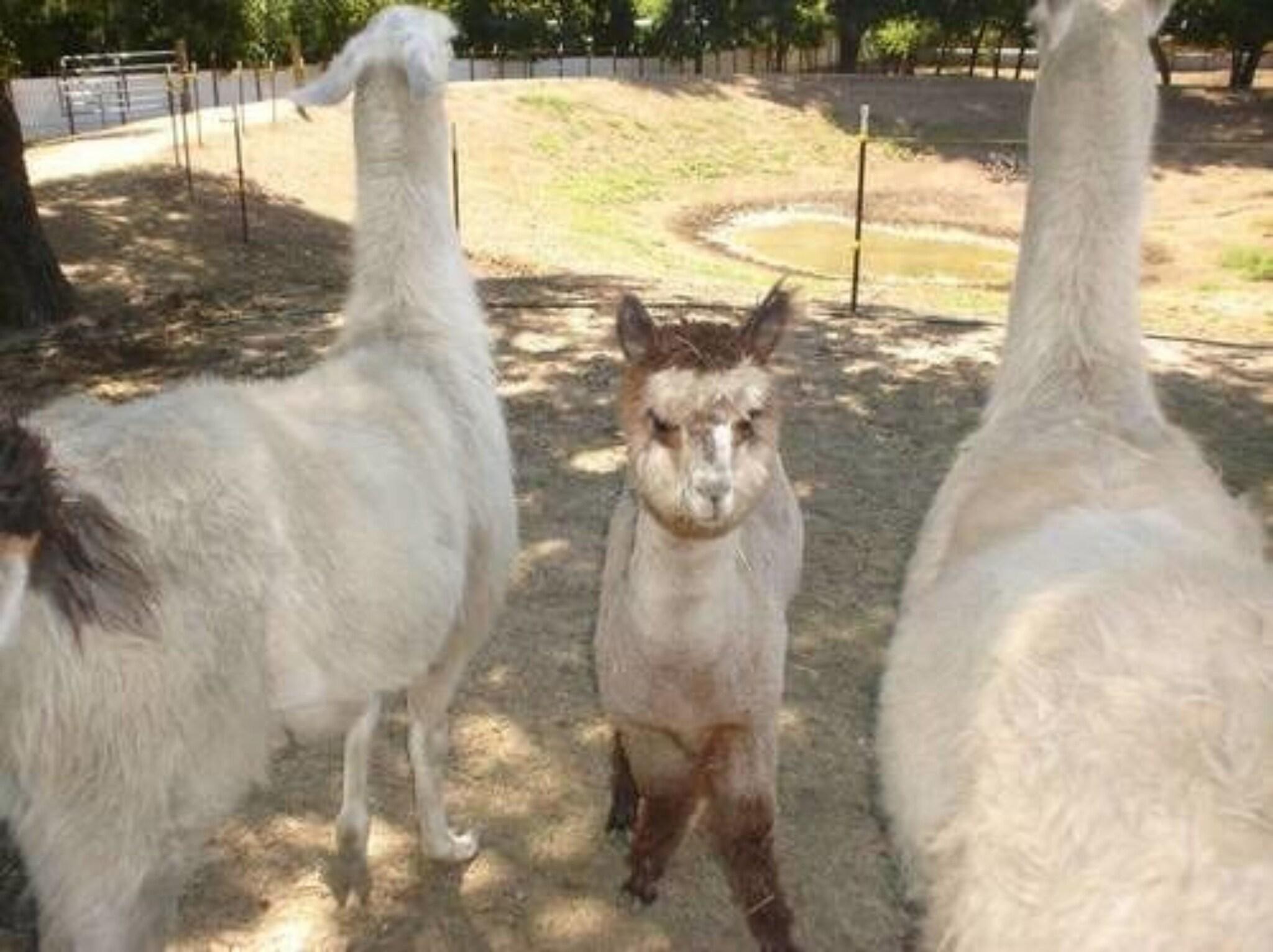 Old Irish Bandb Patricks Pastures Alpaca Ranch