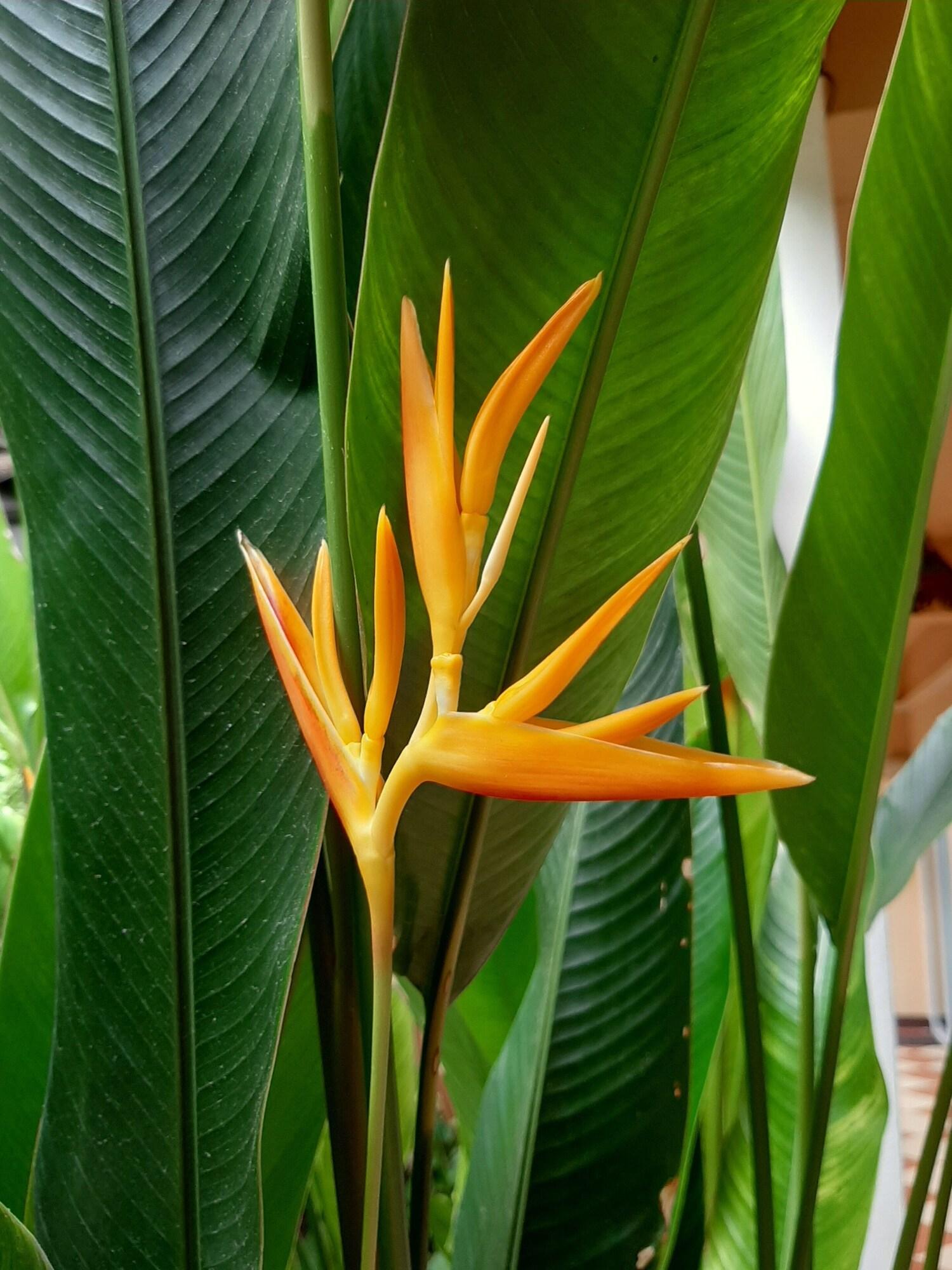 Liam's Guesthouse Adults Only by null