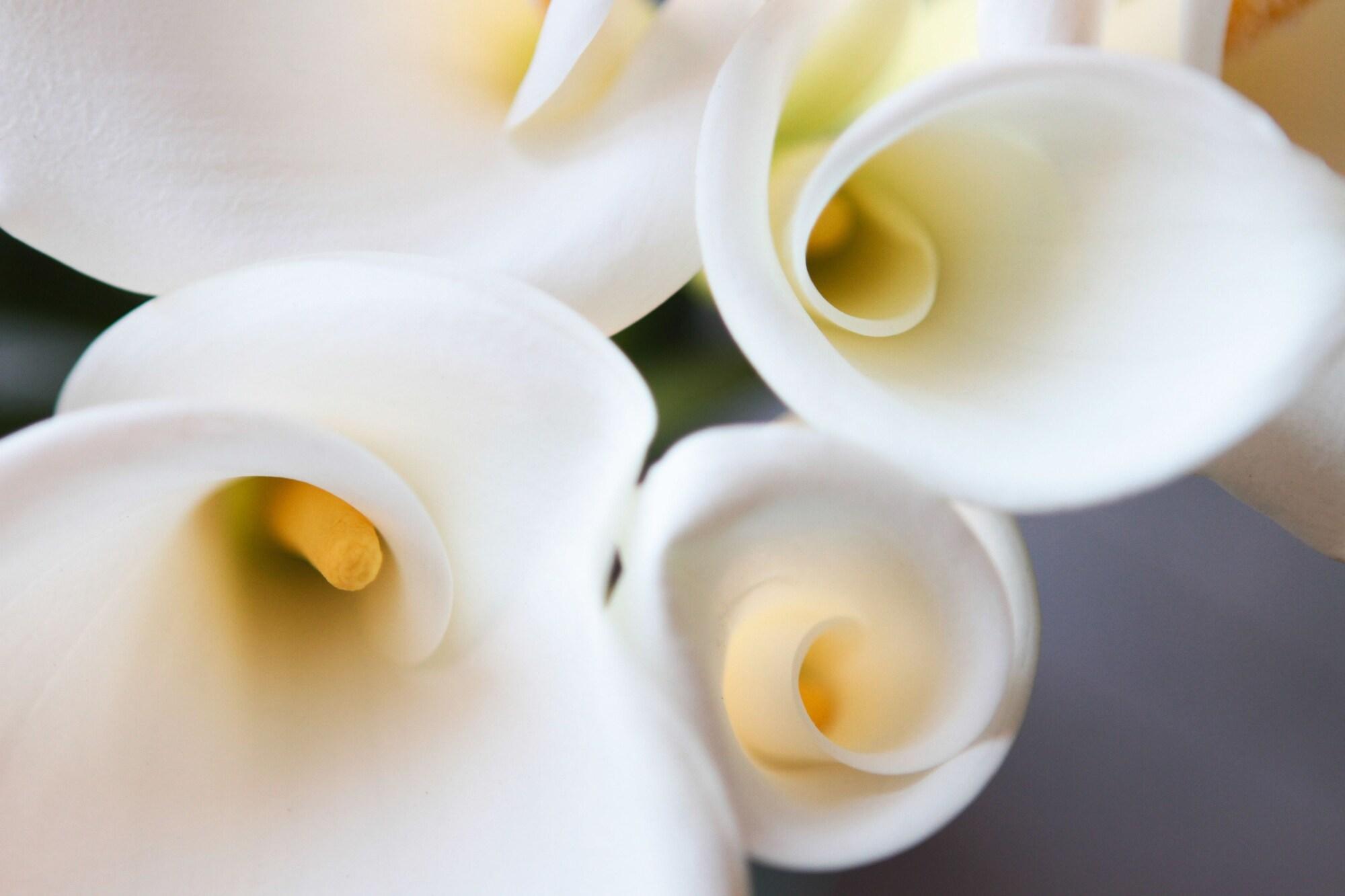 Casa Lucila Mazatlán Curamoria Collection by null