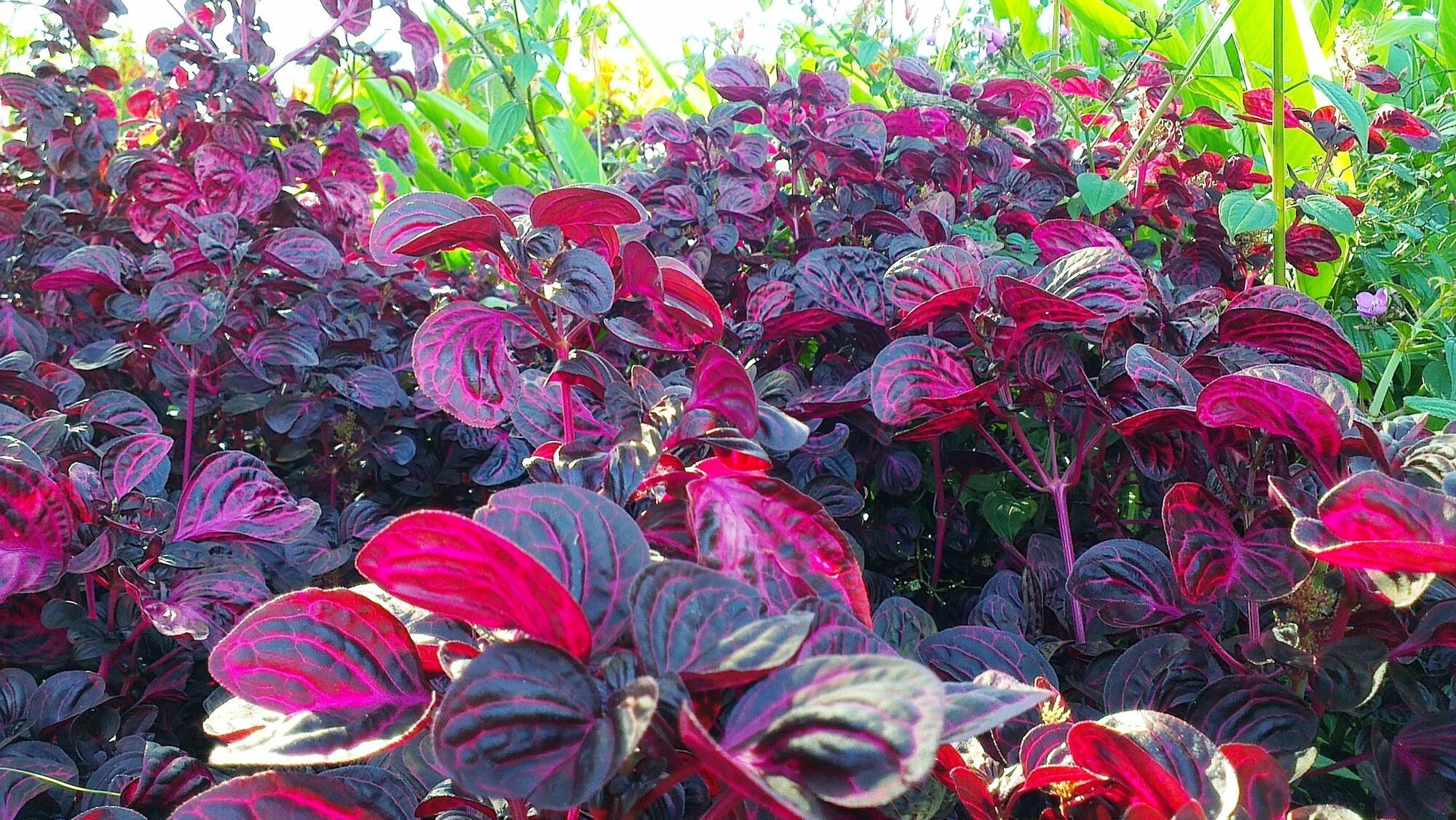 Vila Chaumières Restaurant & Resort by null