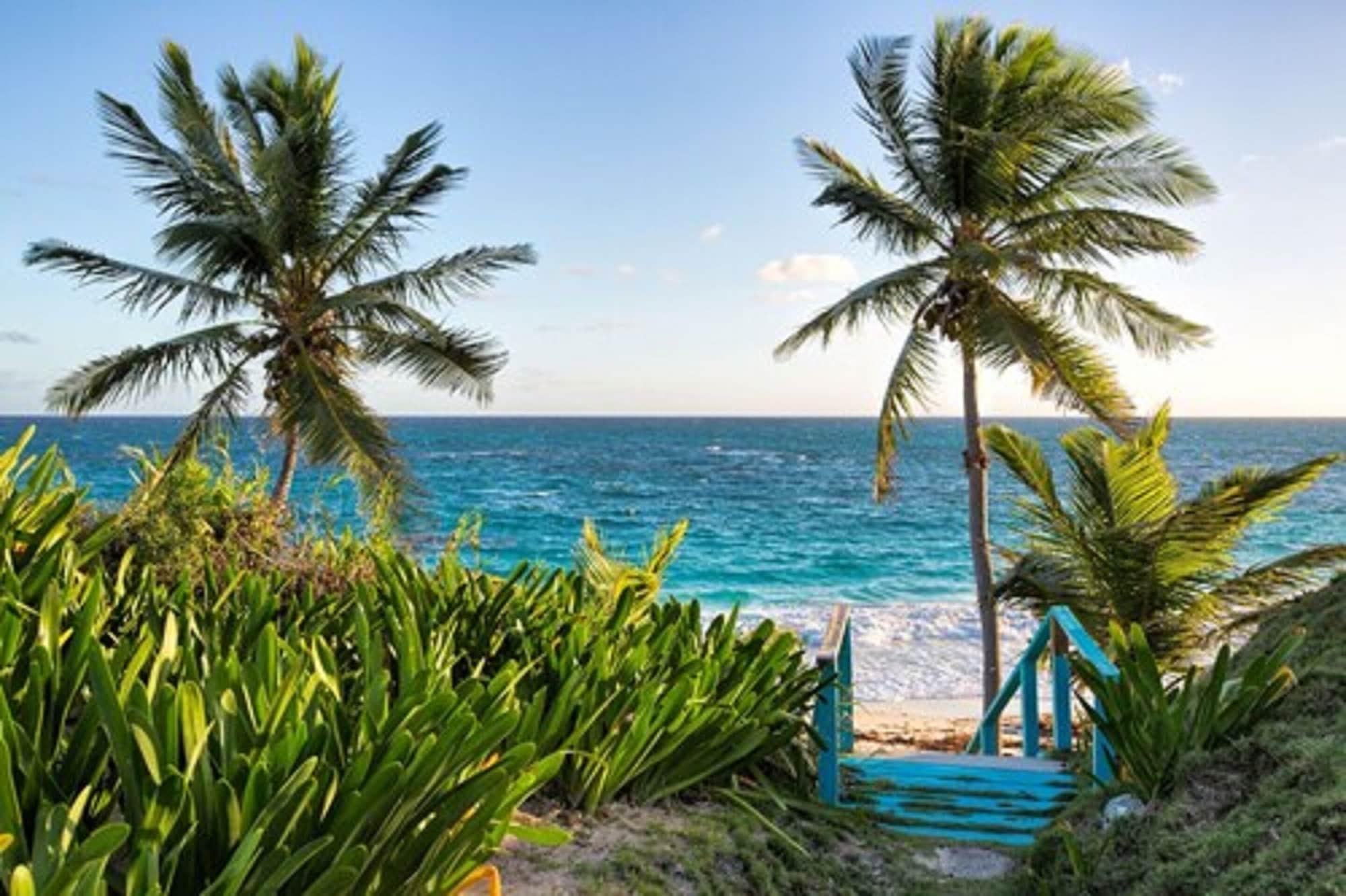 La Bougainvillea by null