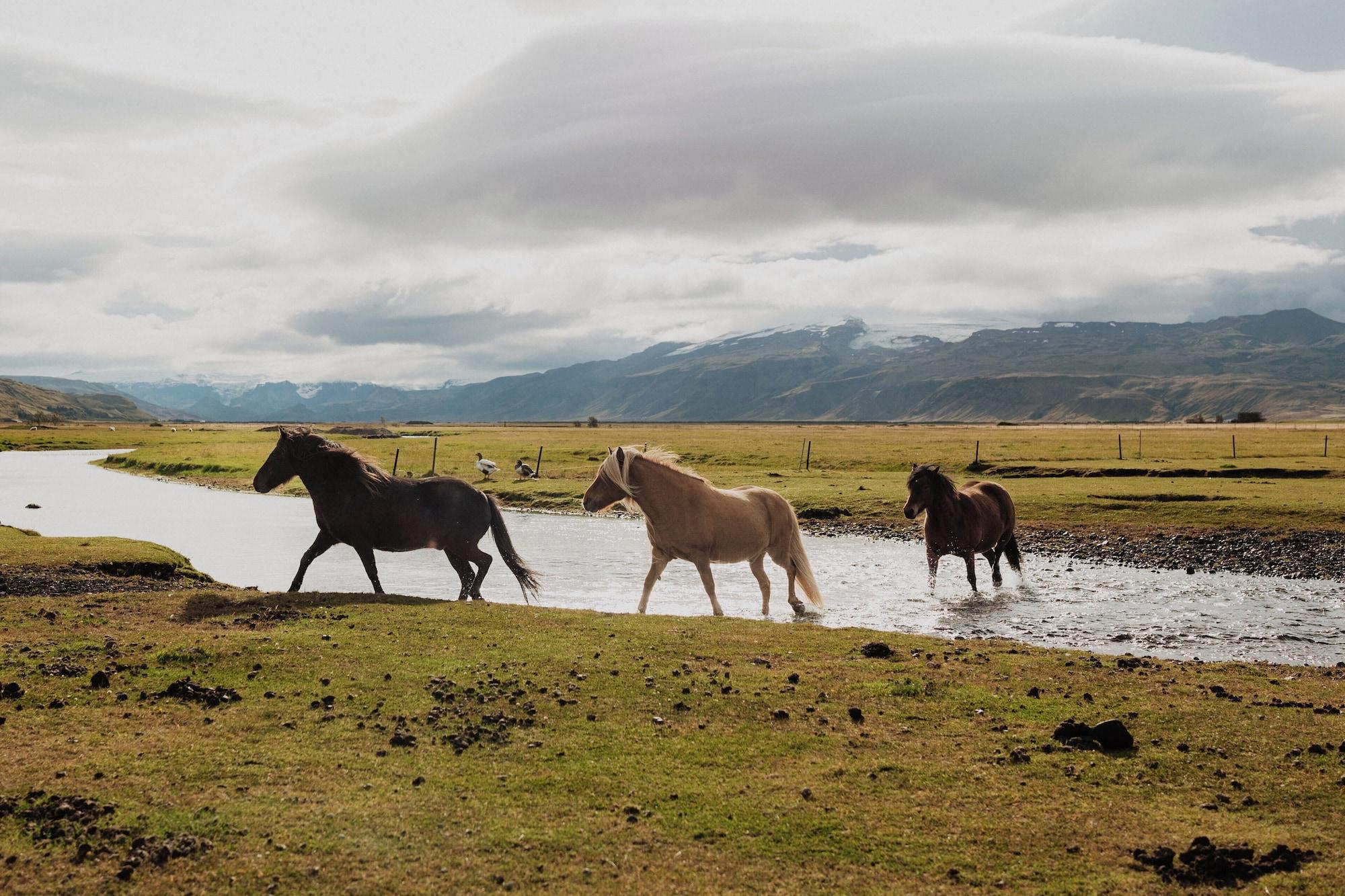 Hotel Fljótshlið and Smáratún Farm Eco-Lodges by null