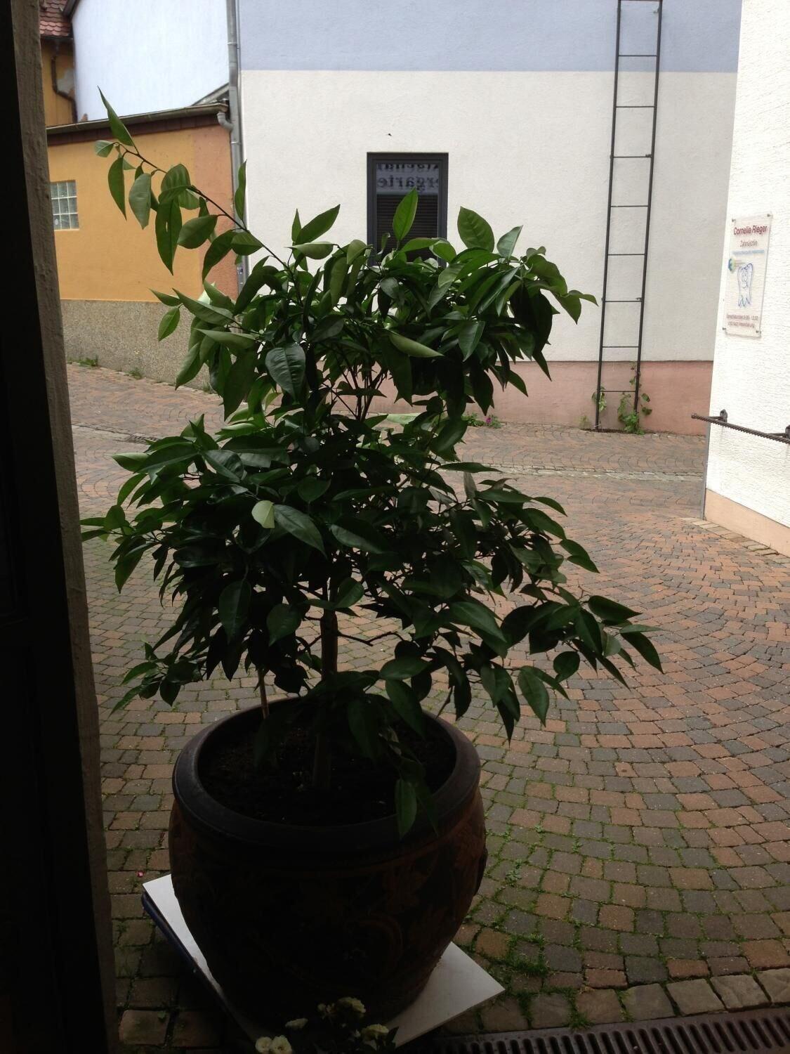 Marktschänke by null