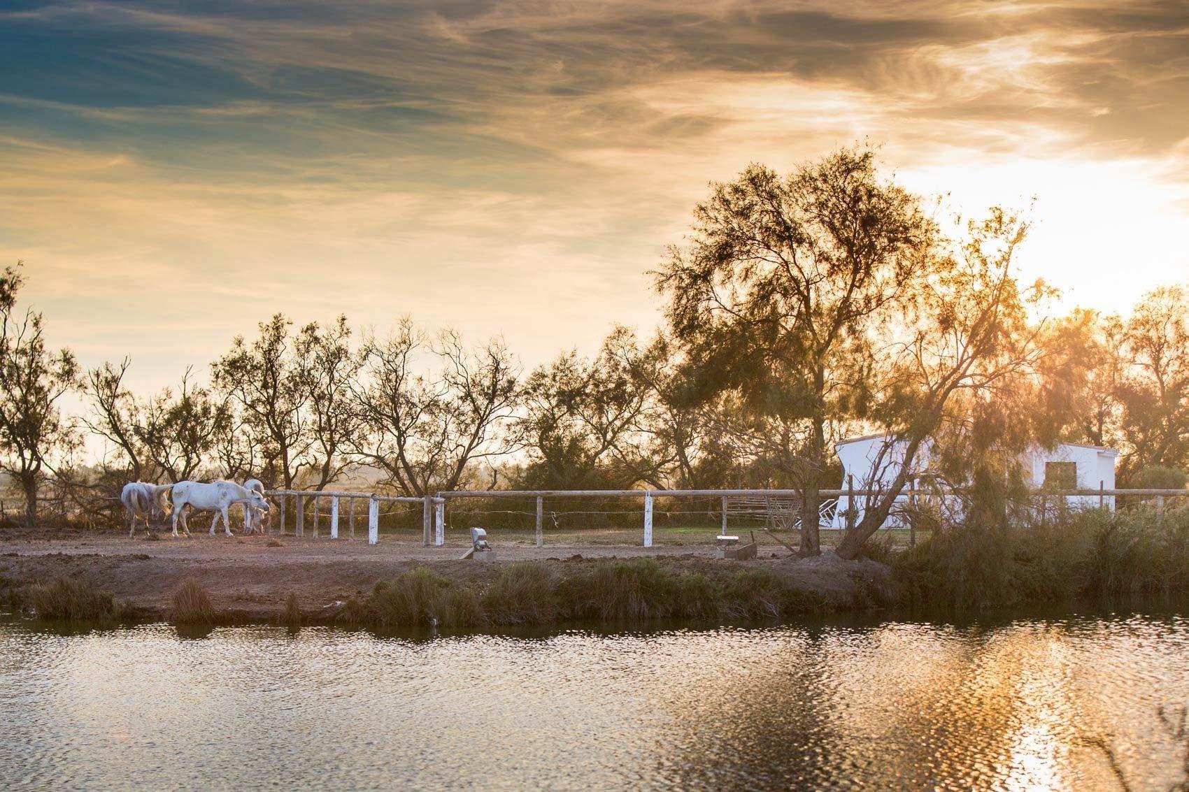 Mas de la Fouque by null