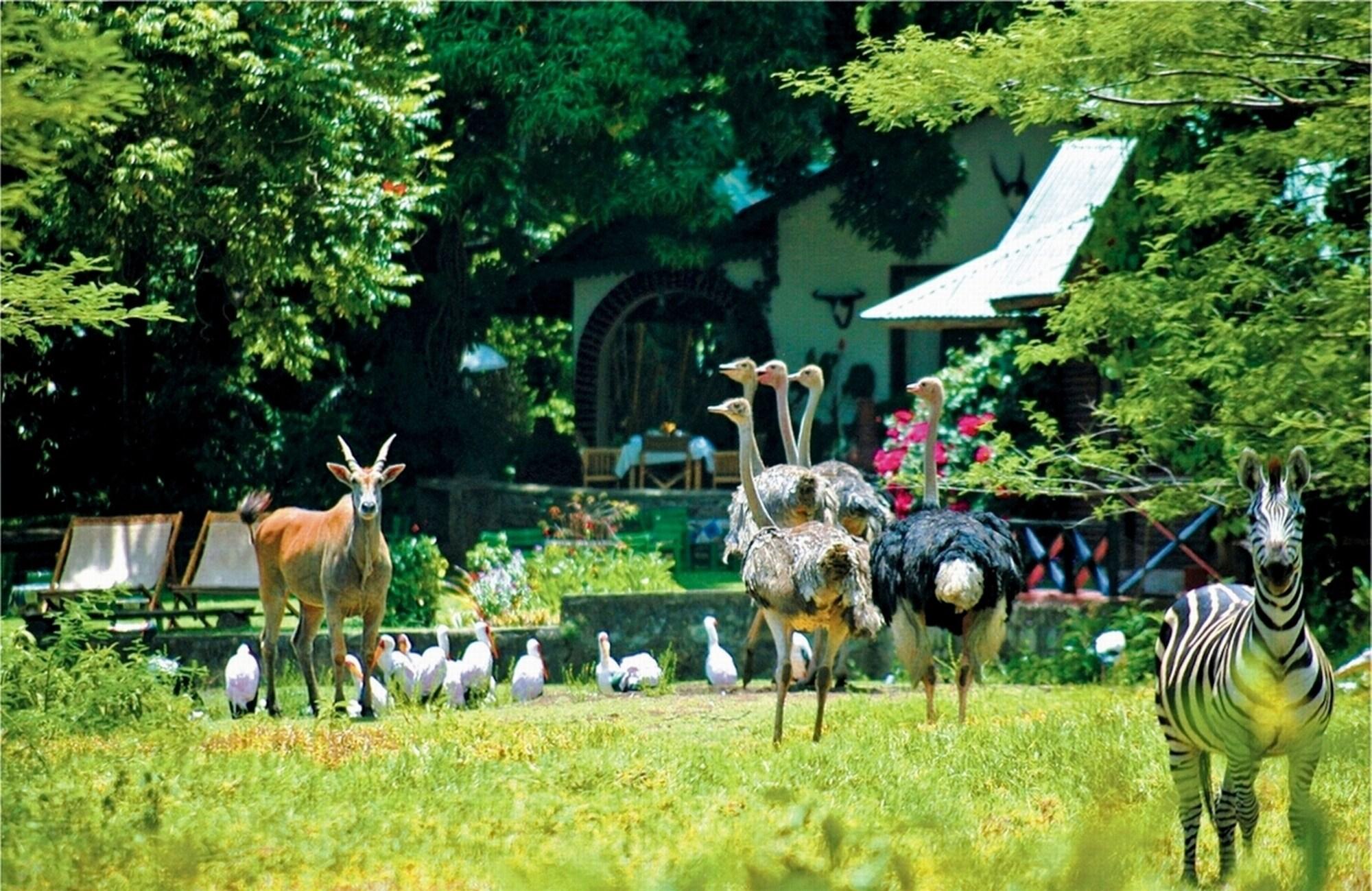 Mount Meru Game Lodge by null