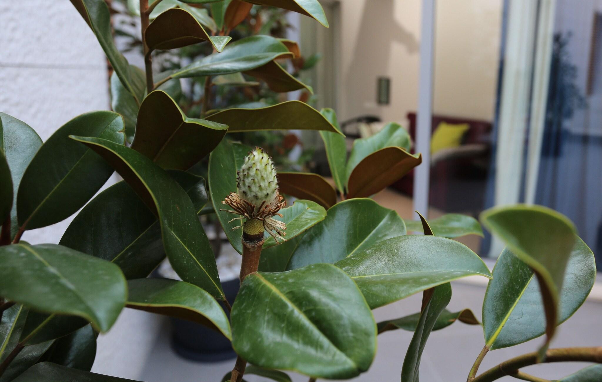 Guesthouse Villa Scalaria - фото