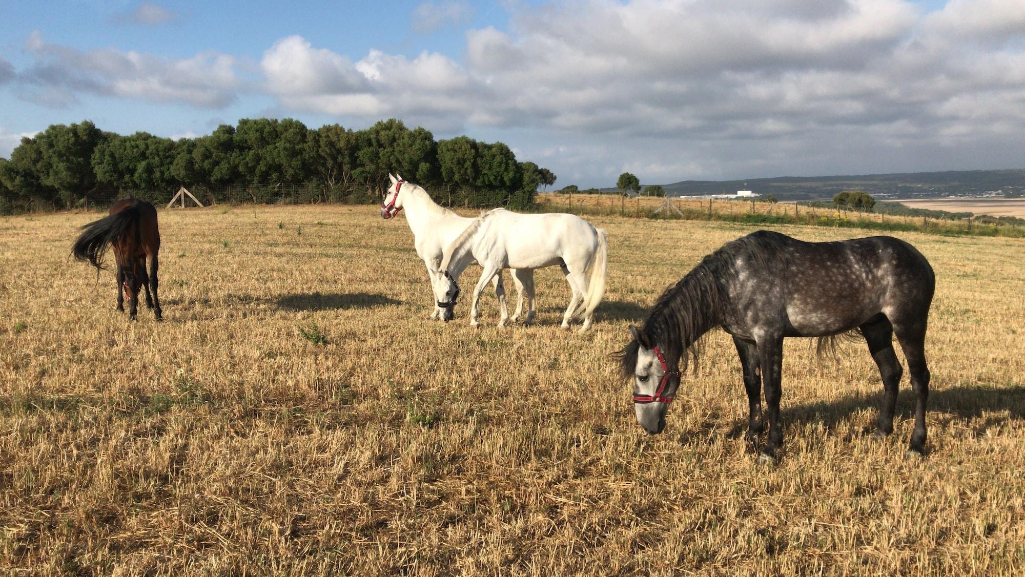 Cortijo El Indiviso by null